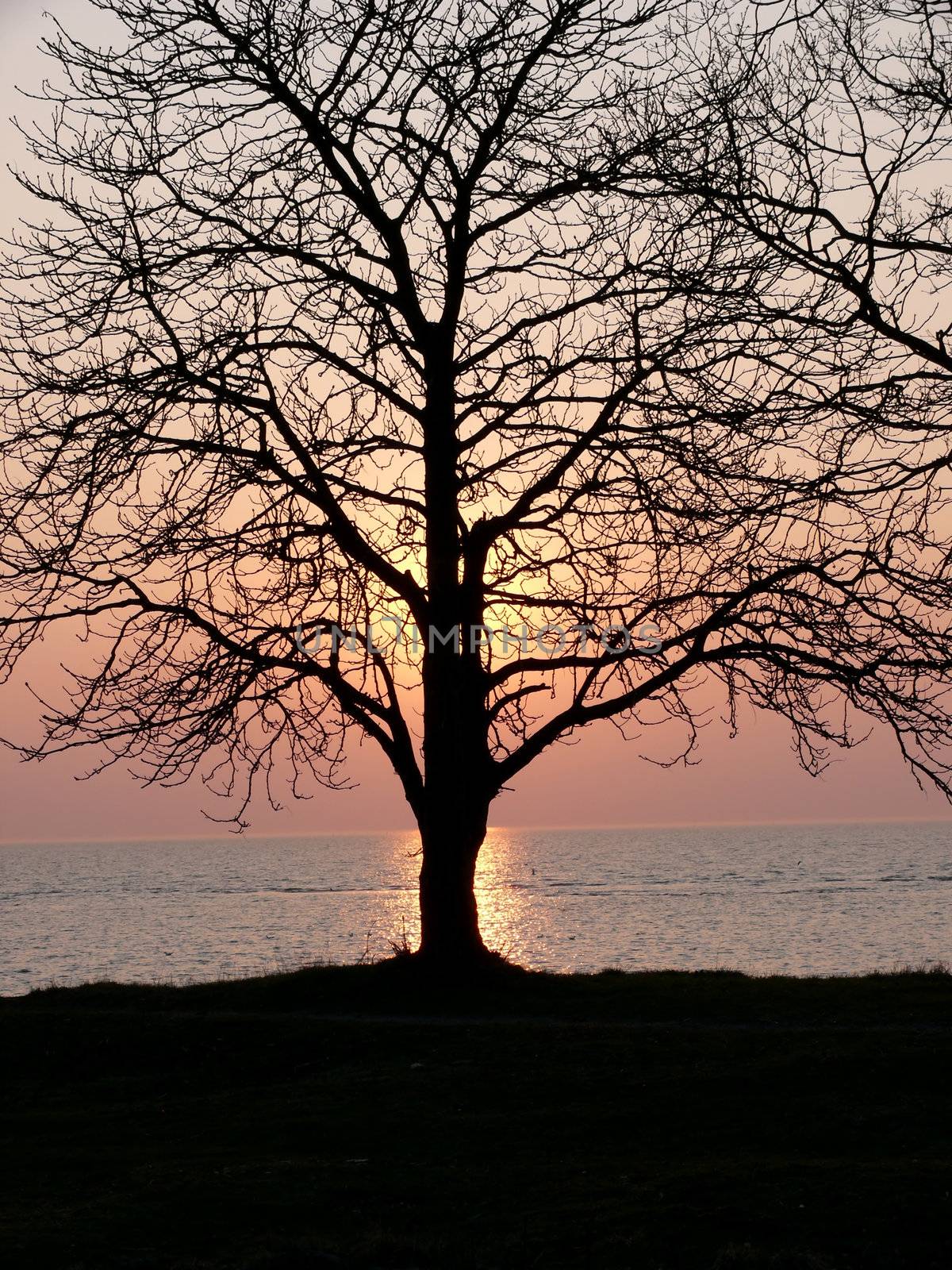 portrait of tree silhouette at beautiful sunset