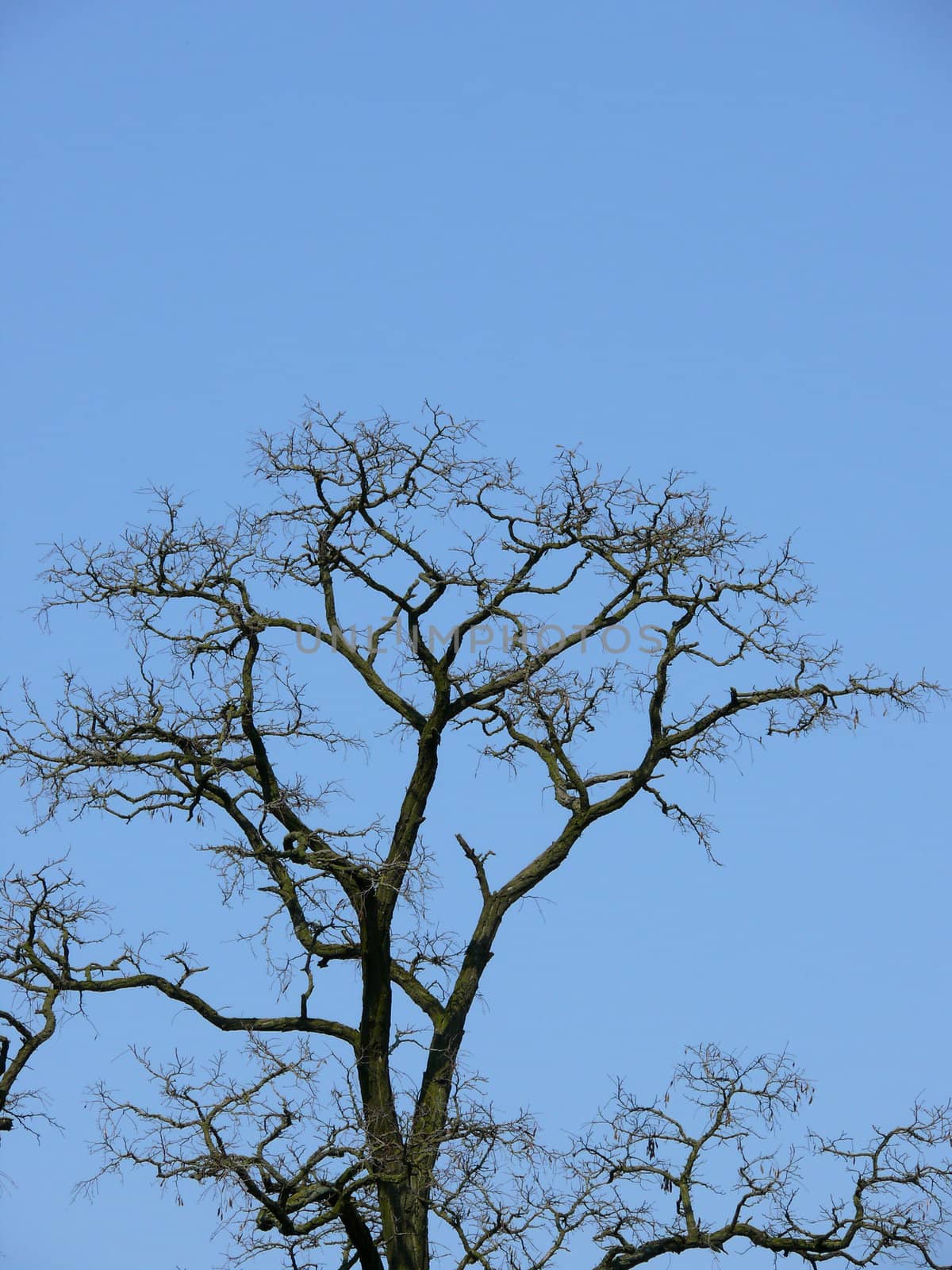 portrait of tree crown in blue sky