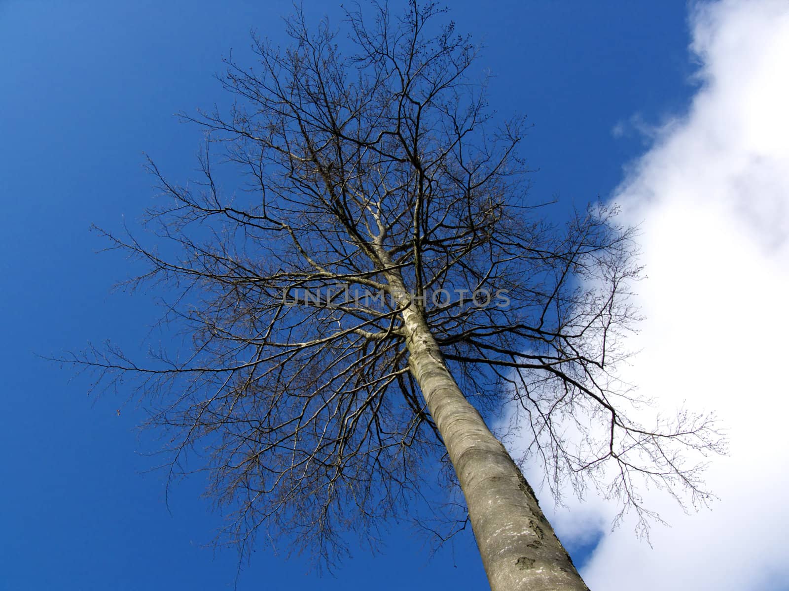 portrait of tree in blue sky and clouds