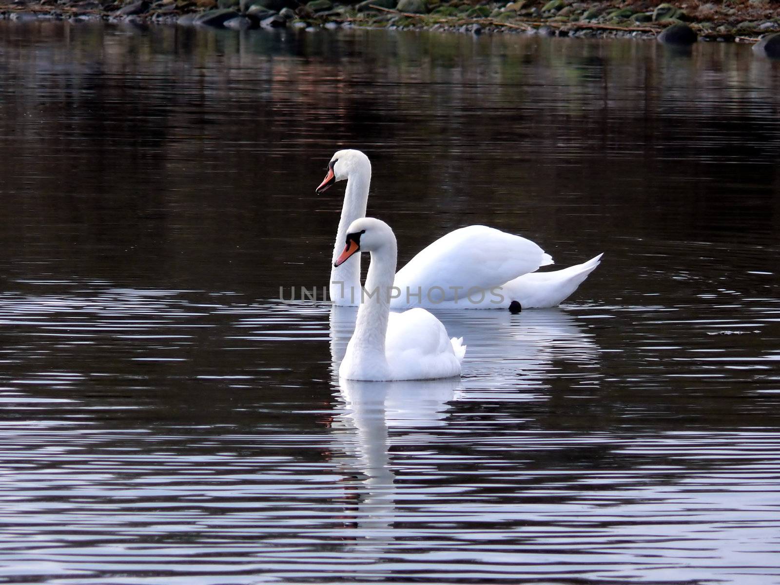 portrait of beautiful swan swim in calm water