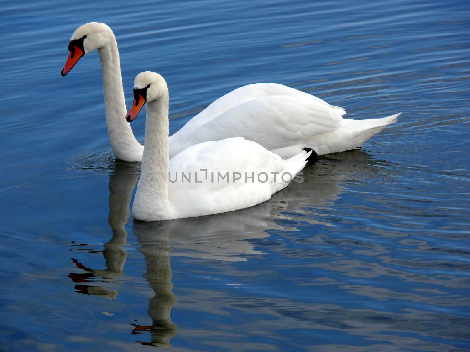 portrait of beautiful swans swim in calm water