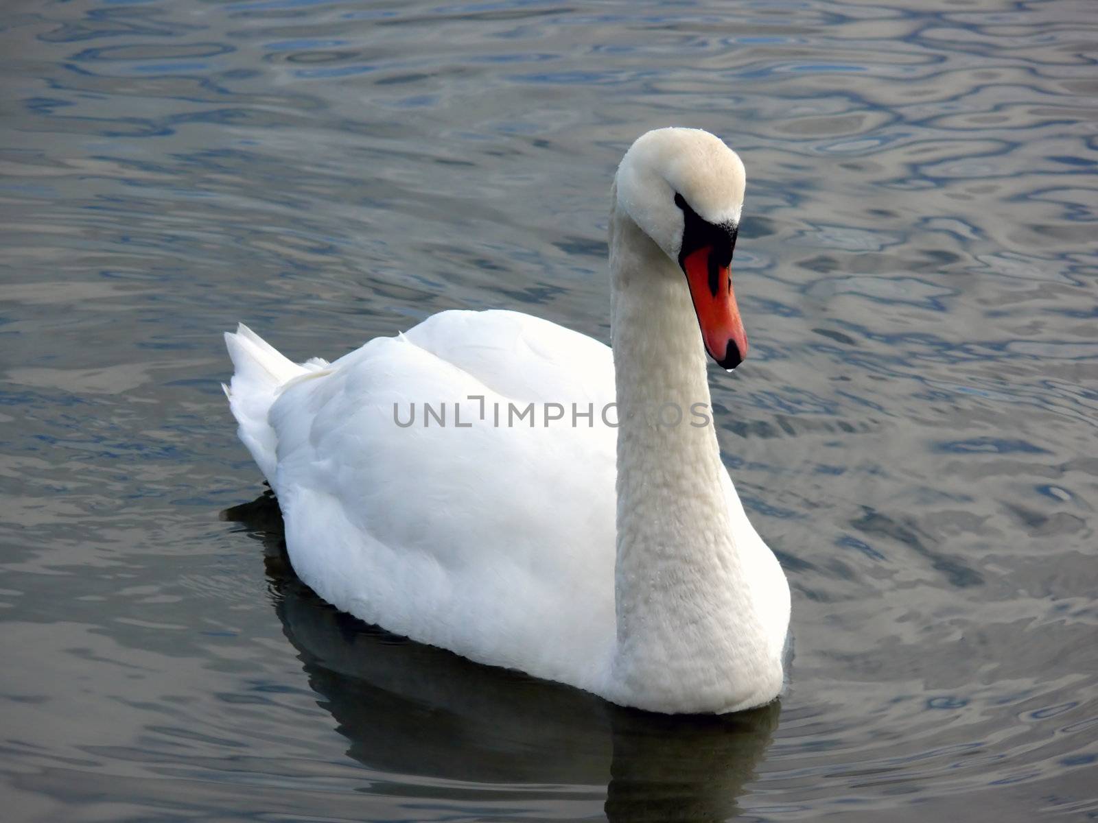 portrait of beautiful swan swim in calm water