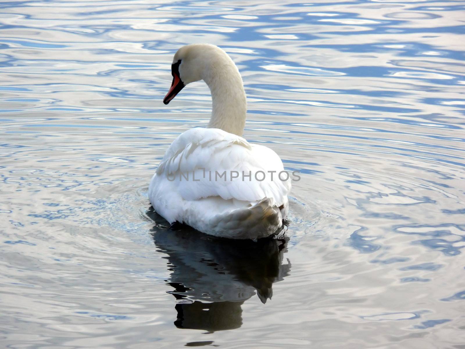 portrait of beautiful swan swim in calm water