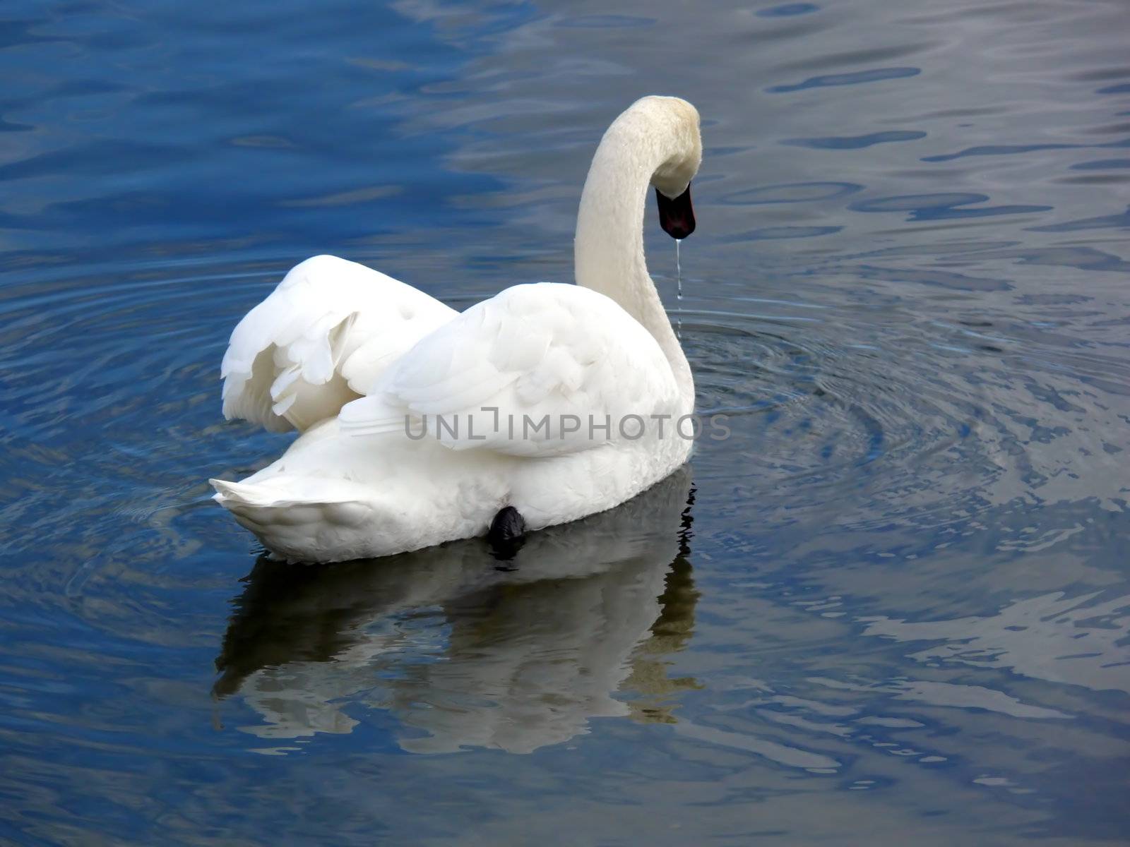 portrait of beautiful swan swim in calm water