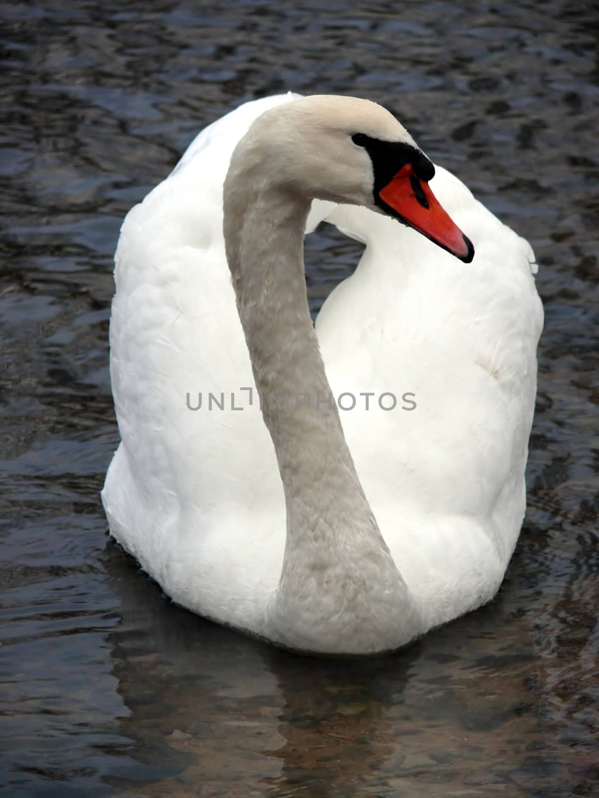 portrait of a peaceful swan in water