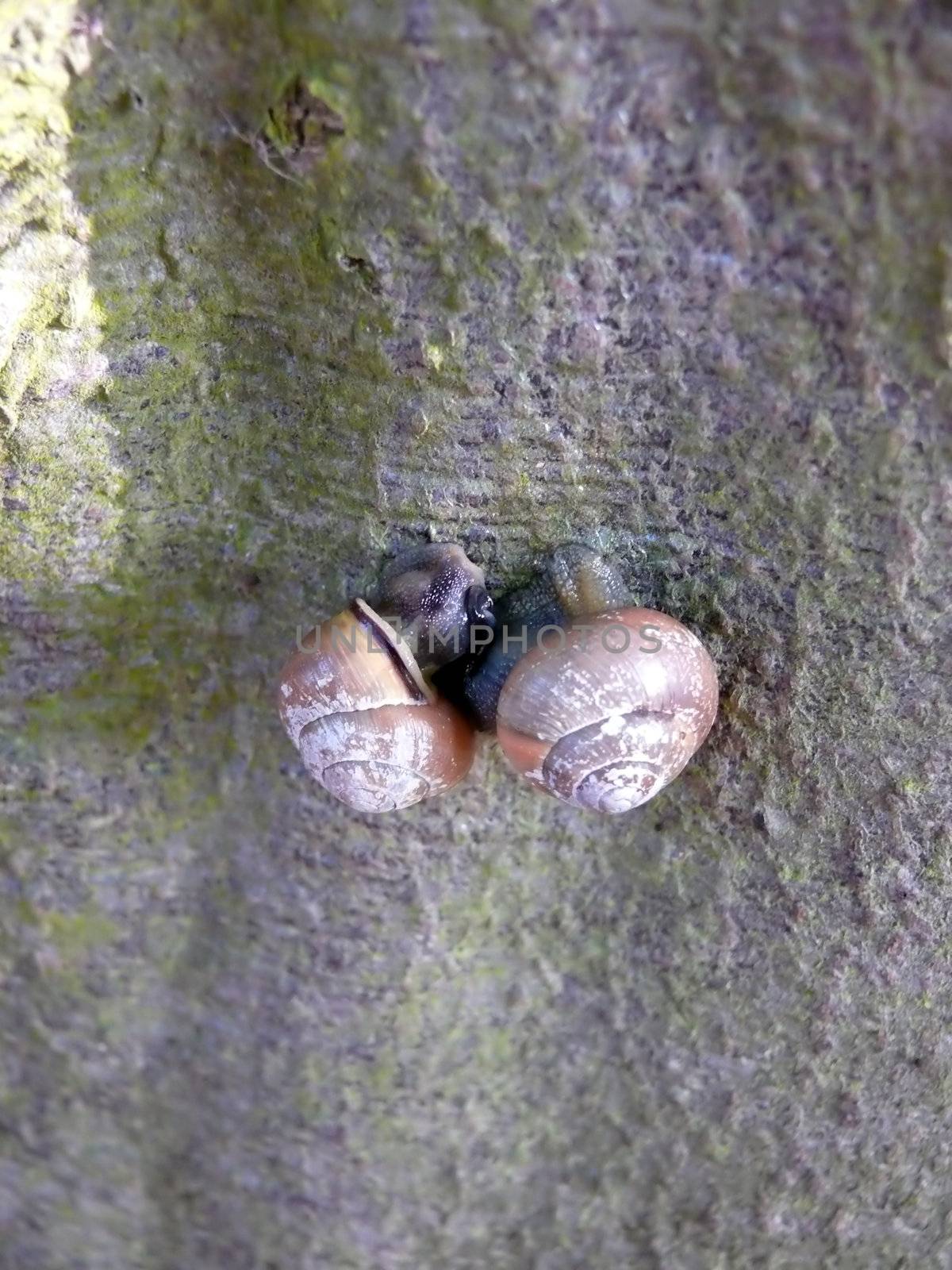 portrait of snail in tree