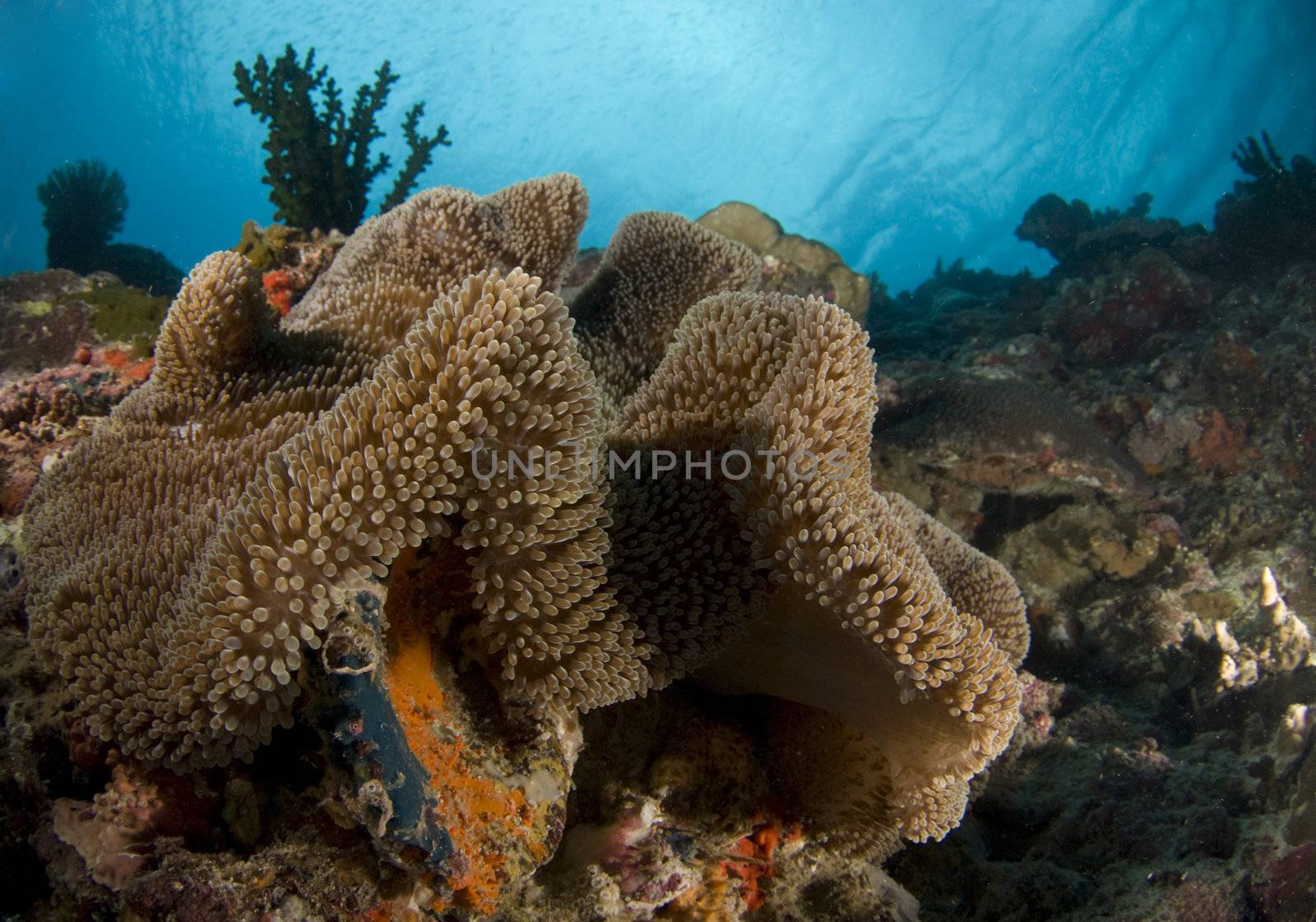 Scenic view of a coral reef in the Philippines with a large flowing anemone in the foreground and the water's surface behind small baitfish in the background