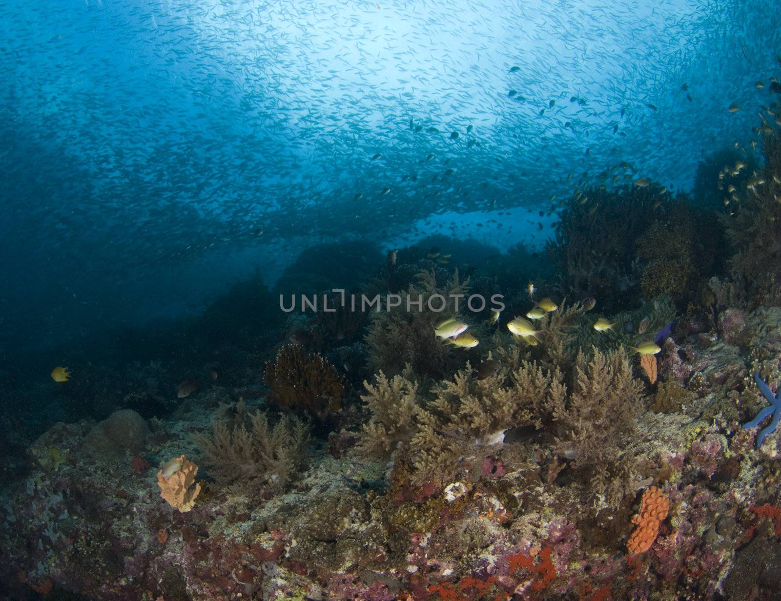 Scenic underwater view of the diversity of life on the reefs in the South China Sea