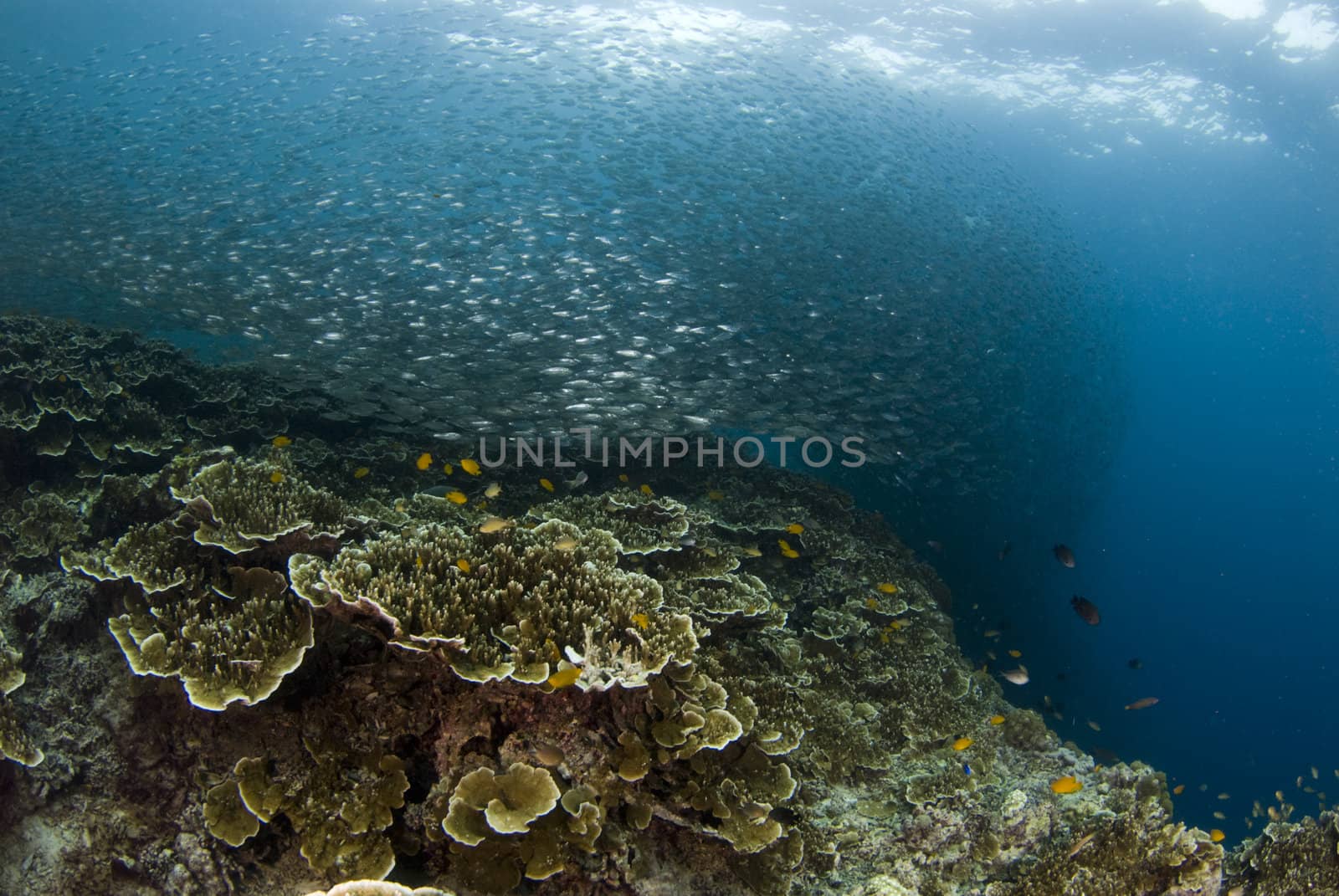 Baitfish form a large ball above the coral of a Philippine reef