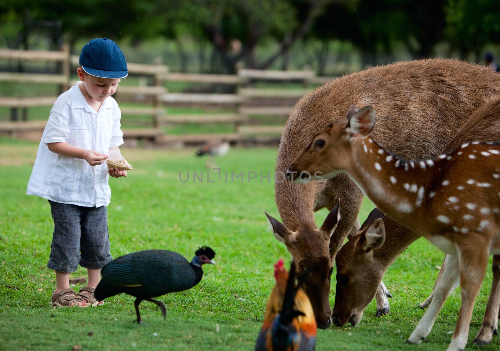 Feeding animals by shalamov