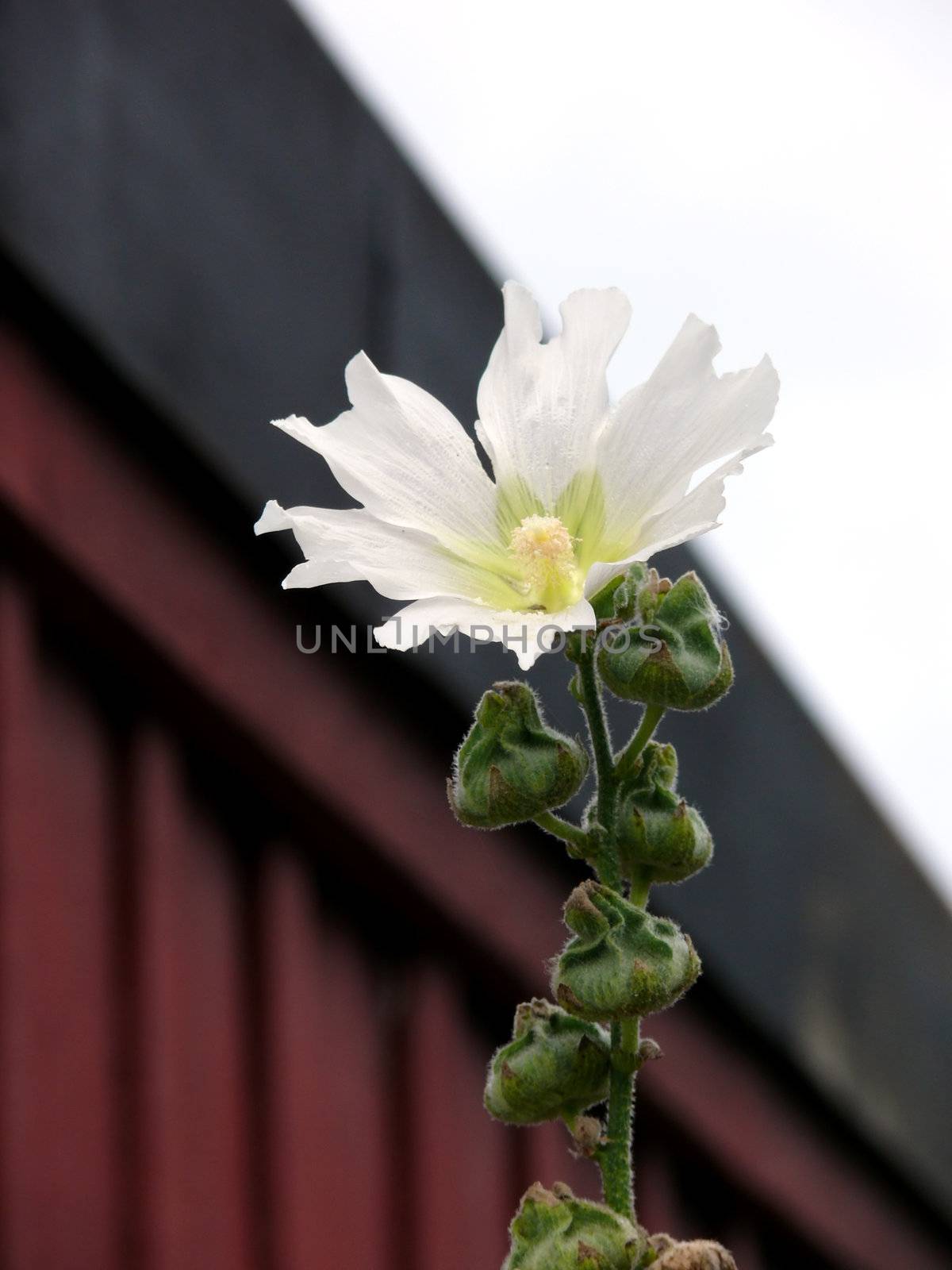 portrait of Alcea rosea (Alcea) against wall and sky