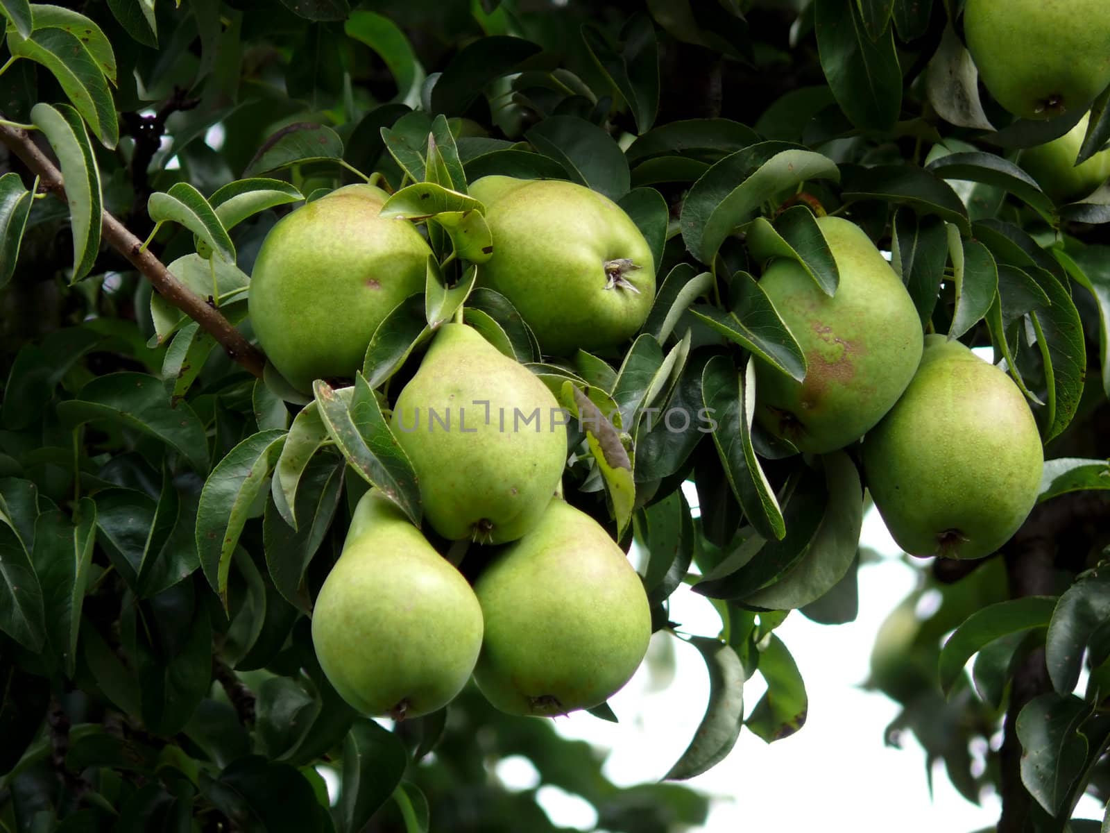 portrait of pear tree with fresh pear fruit