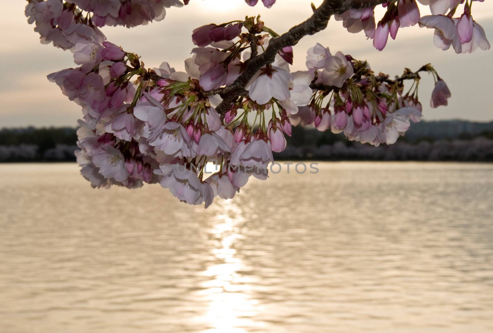 Cherry Blossom in front of sunset by steheap