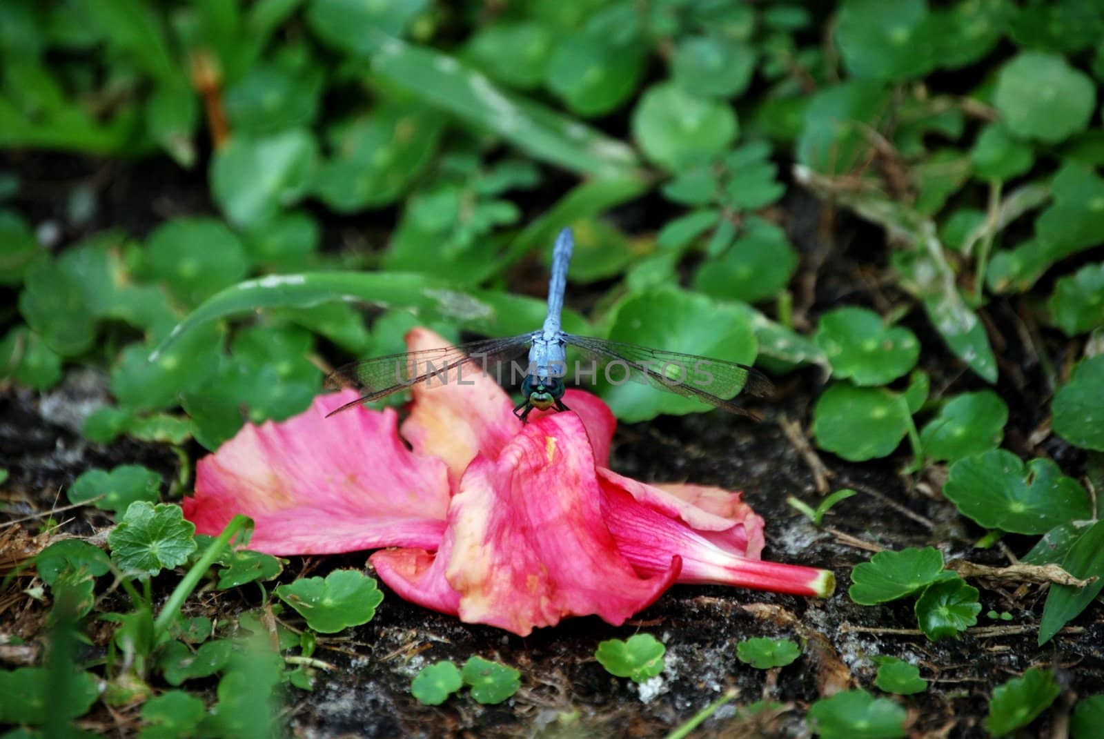 colorfull dragon fly