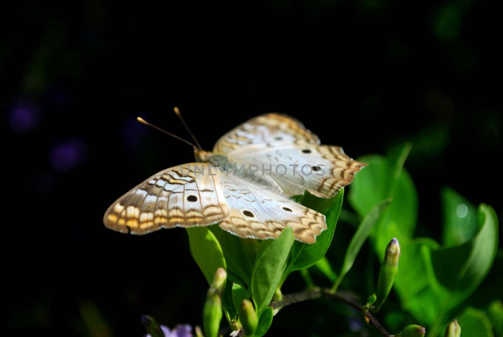white peacok butterfly by chuckpee54