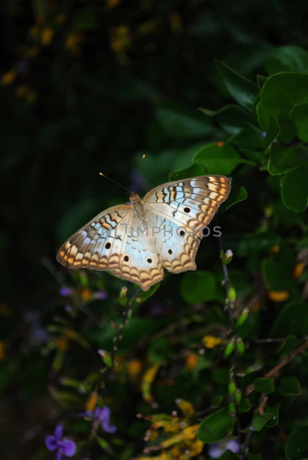 white peacock butterfly with a blue tint