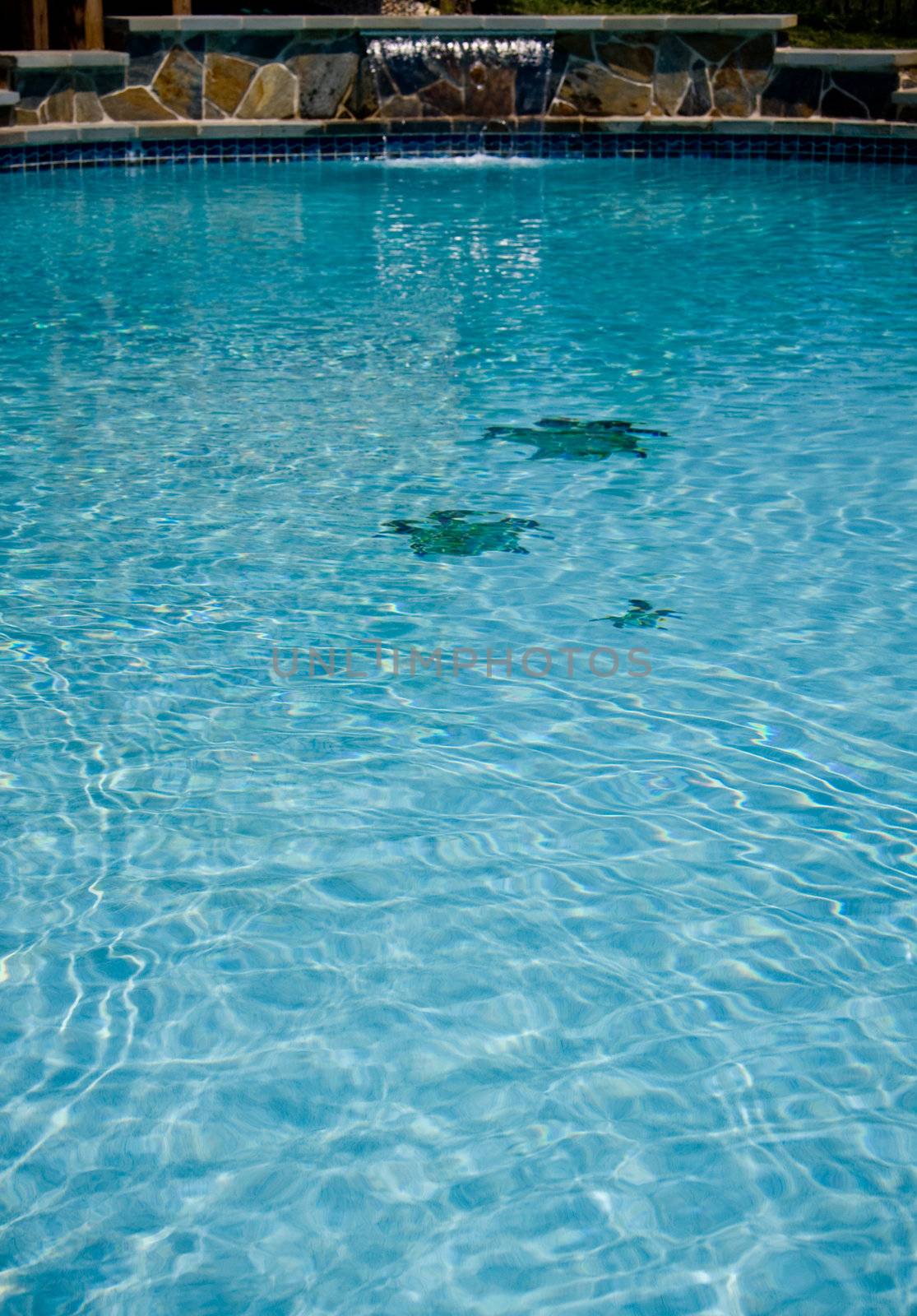 Vertical view of a swimming pool with three turtles on floor of pool