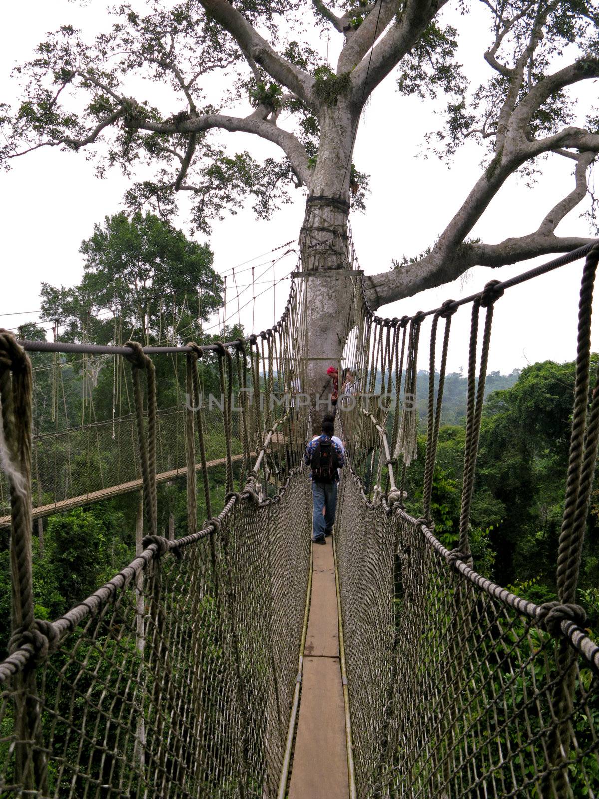 Receding aerial walkway through the trees at Kakum in Ghana