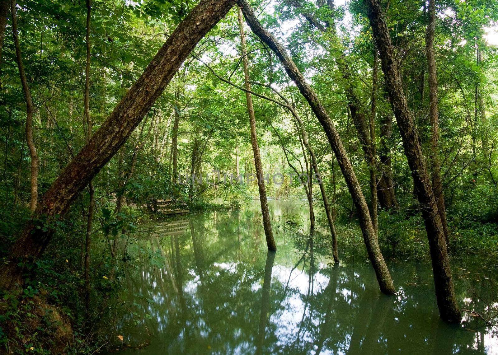 Old tree trunks in a flooded valley after heavy rain showing very verdant conditions