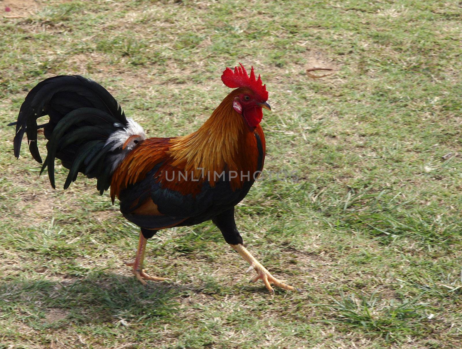 Proud red cockerel running free in Hawaii