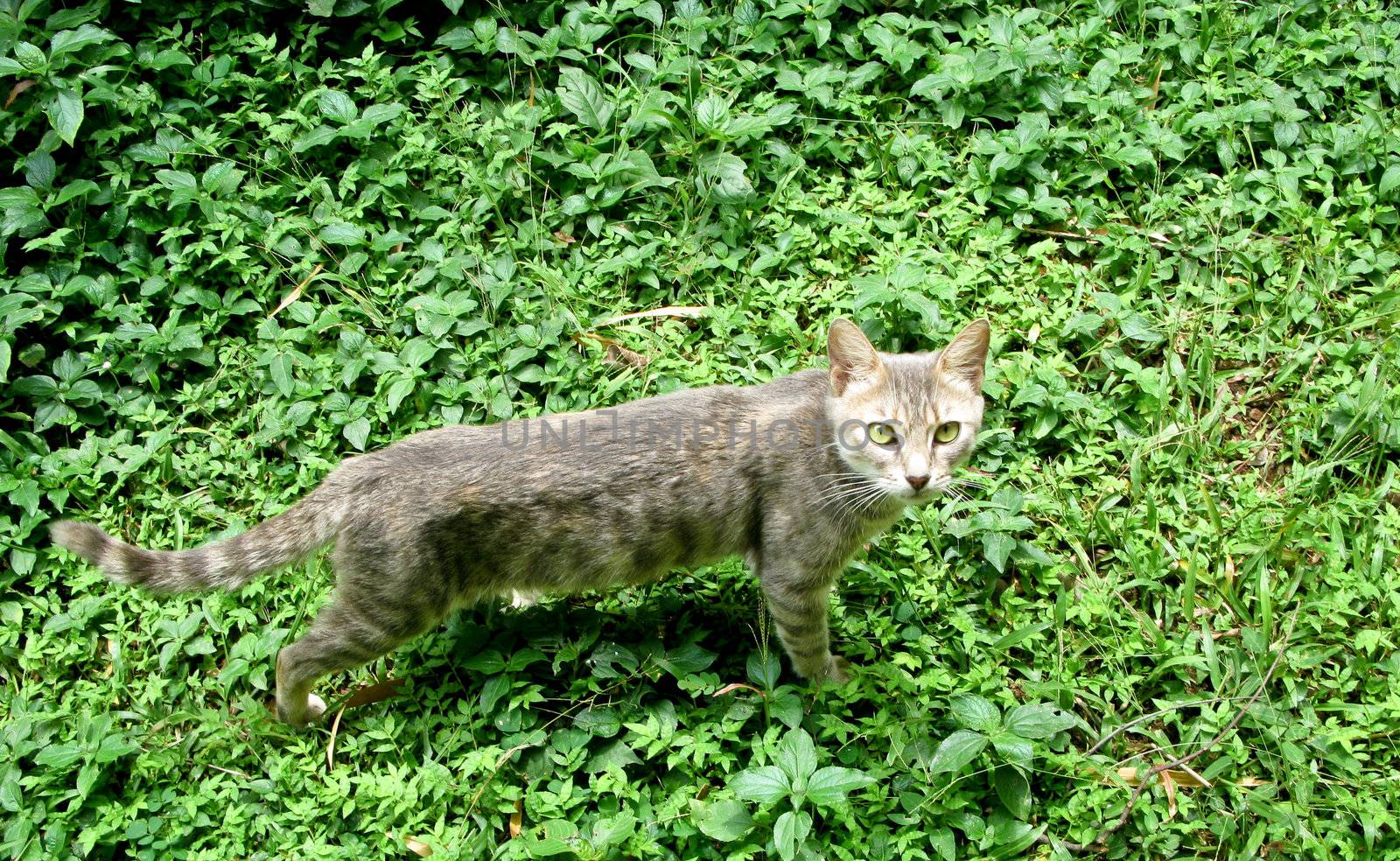 Wild feline staring at camera in shrubbery or undergrowth