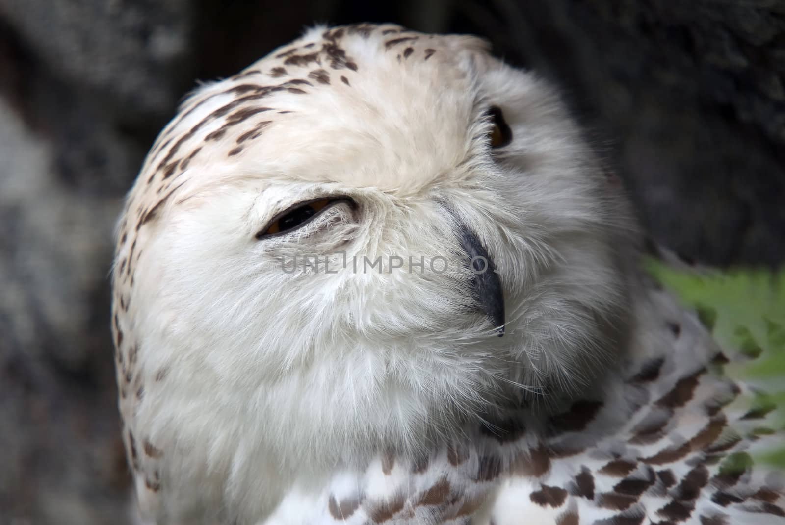 Close up portrait of a beautiful snowy owl