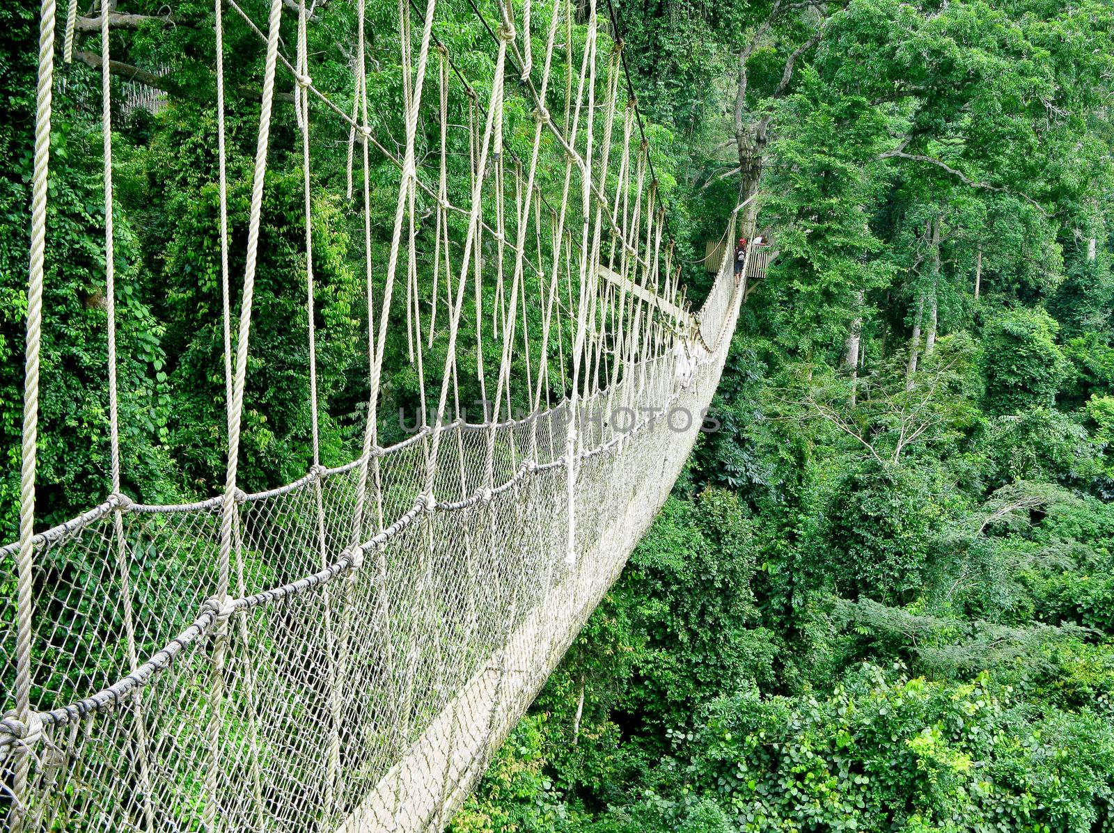 Rope walkway through the treetops in a rain forest in Ghana
