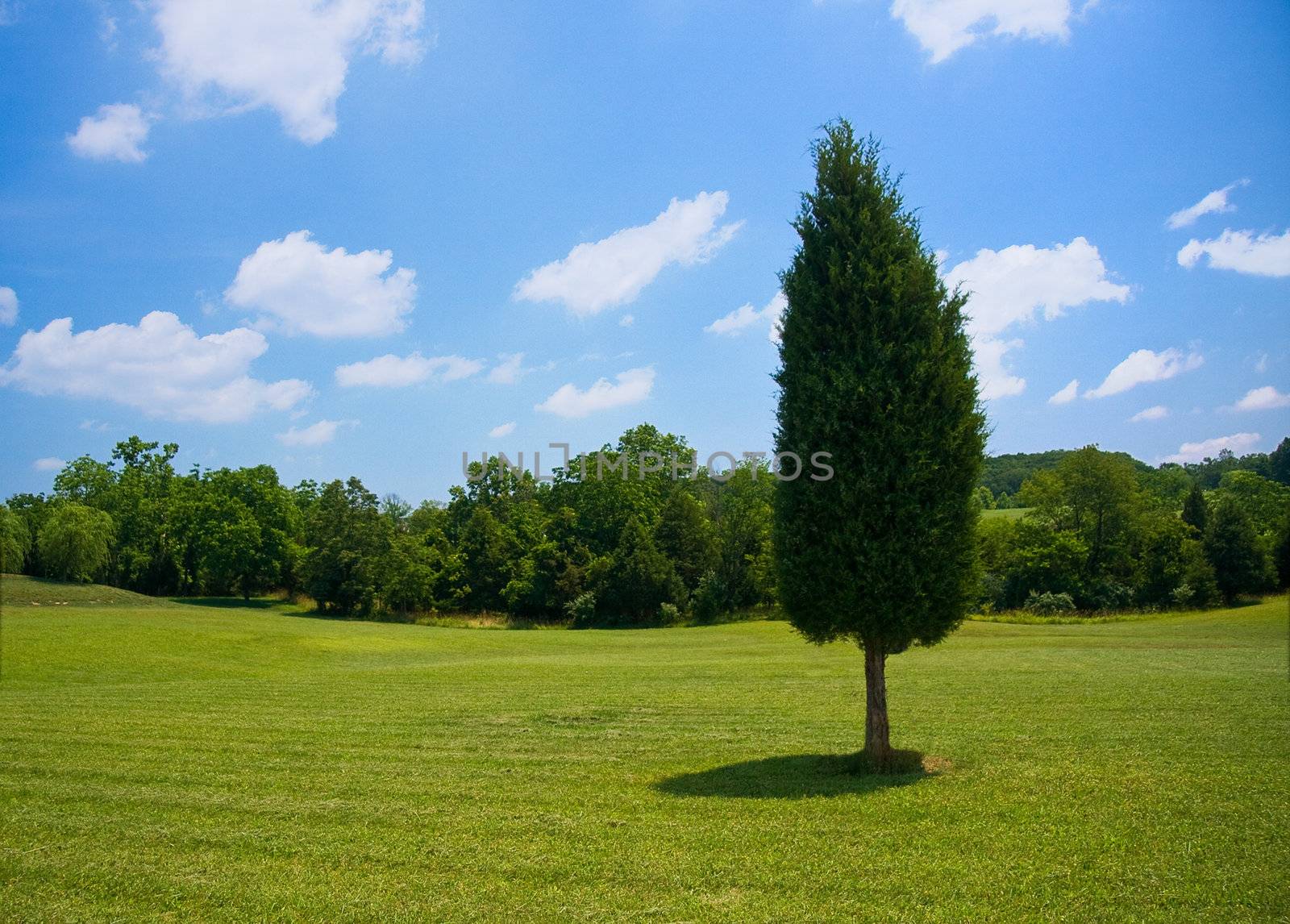 Single evergreen tree in the lawn of a large garden with trees in the distance