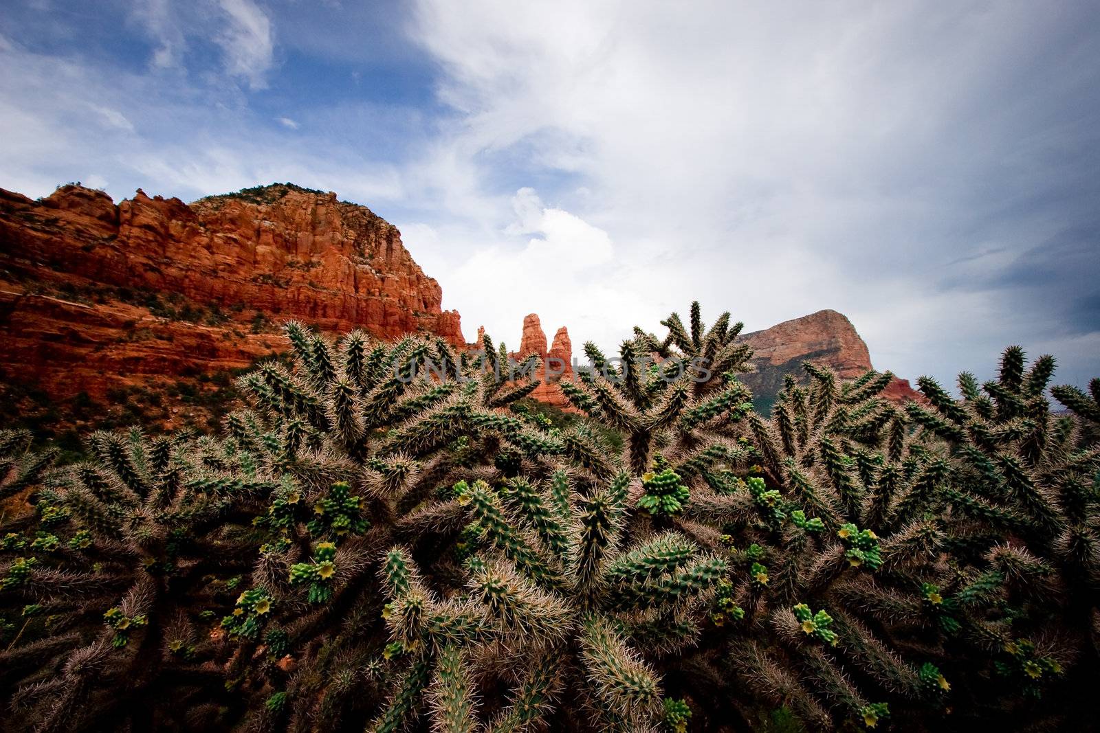 Close up of cactus against the red rocks of the Sedona mountains