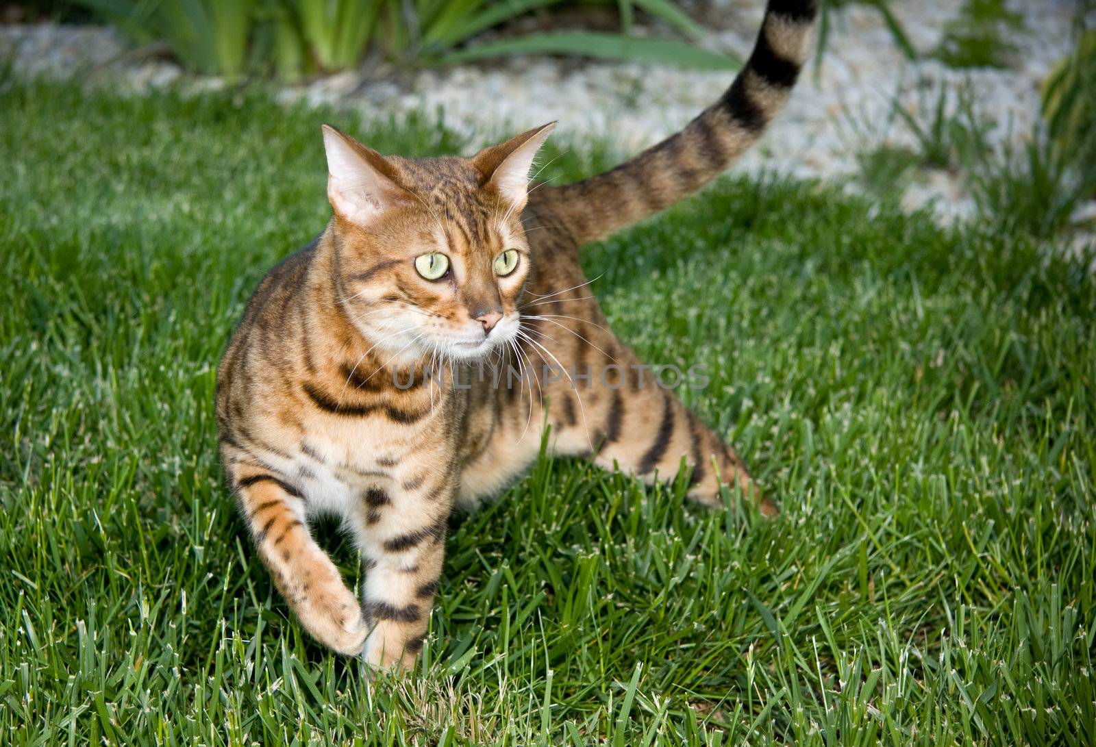 Close up of Bengal cat by steheap