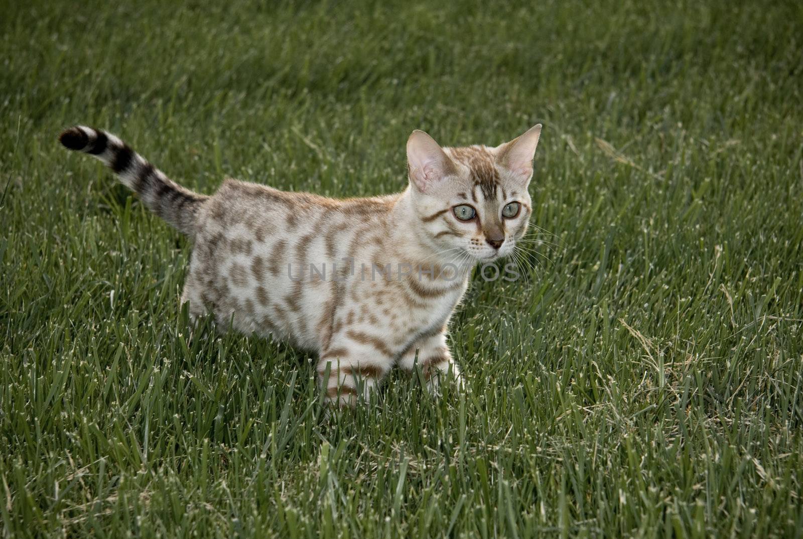 Small bengal kitten by steheap
