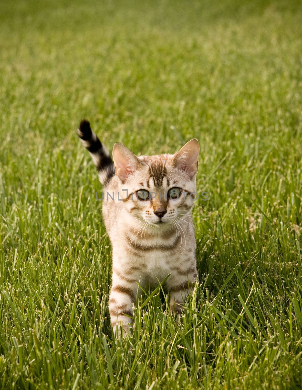 Young Bengal Kitten facing the camera as it strolls through the grass
