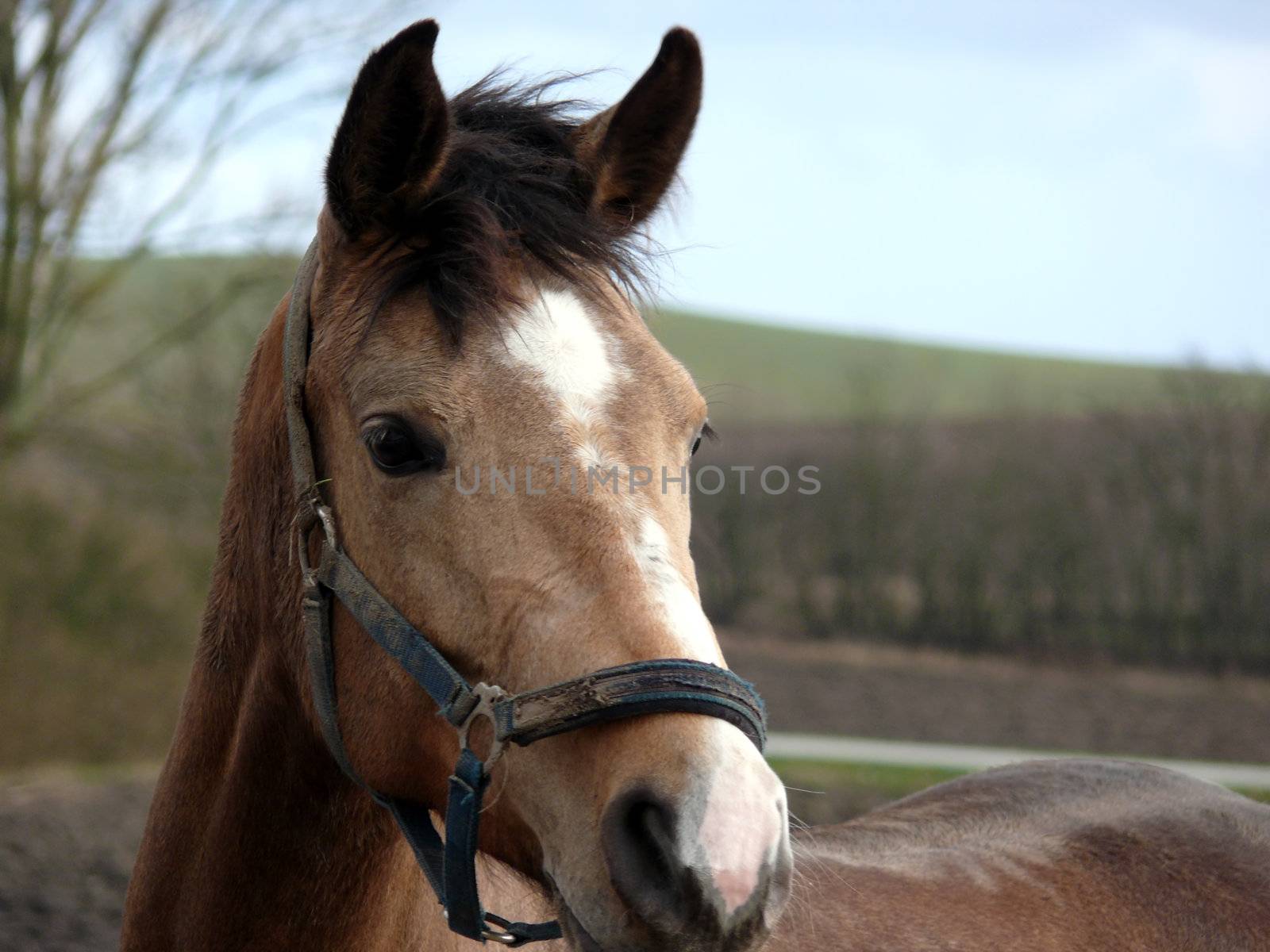 portrait of beatiful horse closeup