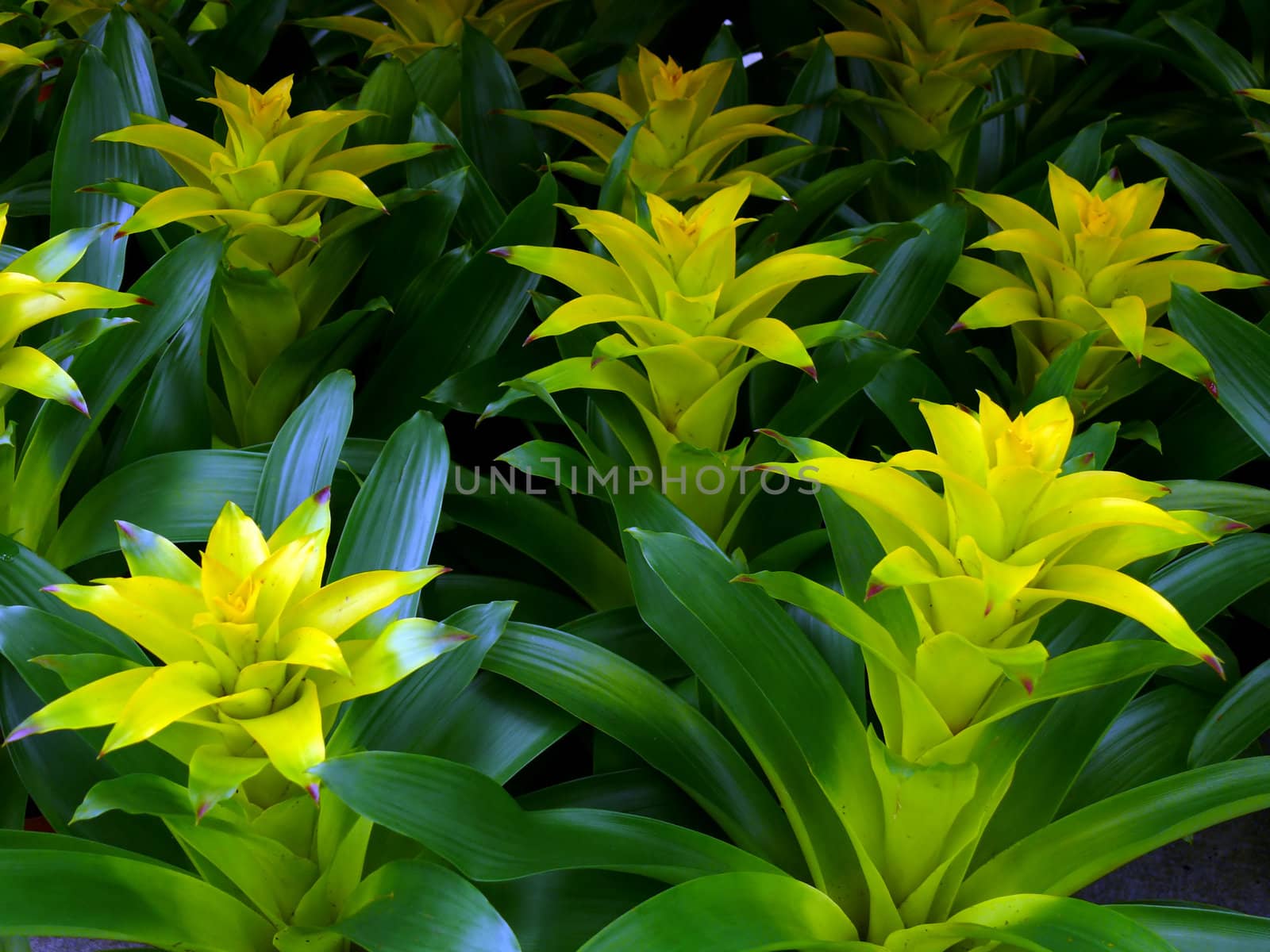 portrait of Guzmania flower background 