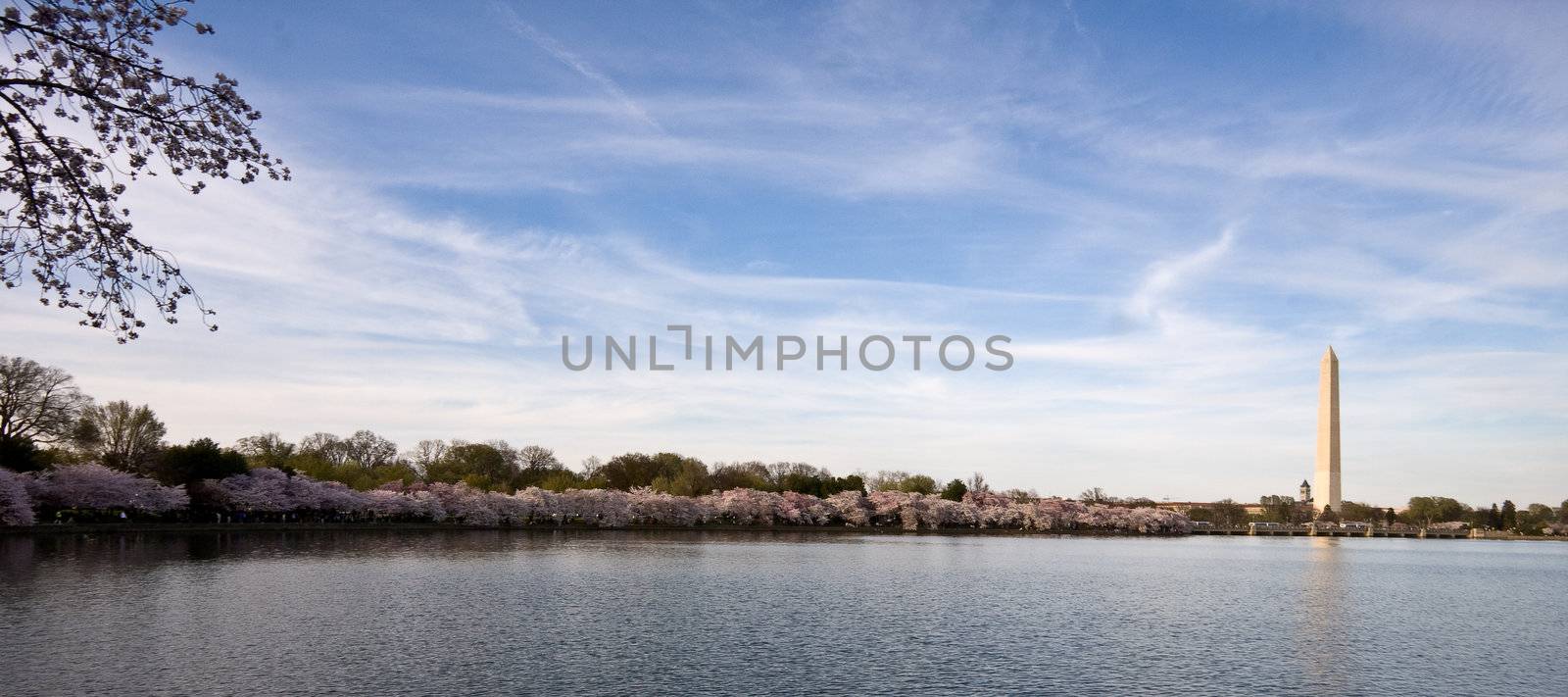 Panorama of Washington Monument with Cherry blossoms and Tidal Basin
