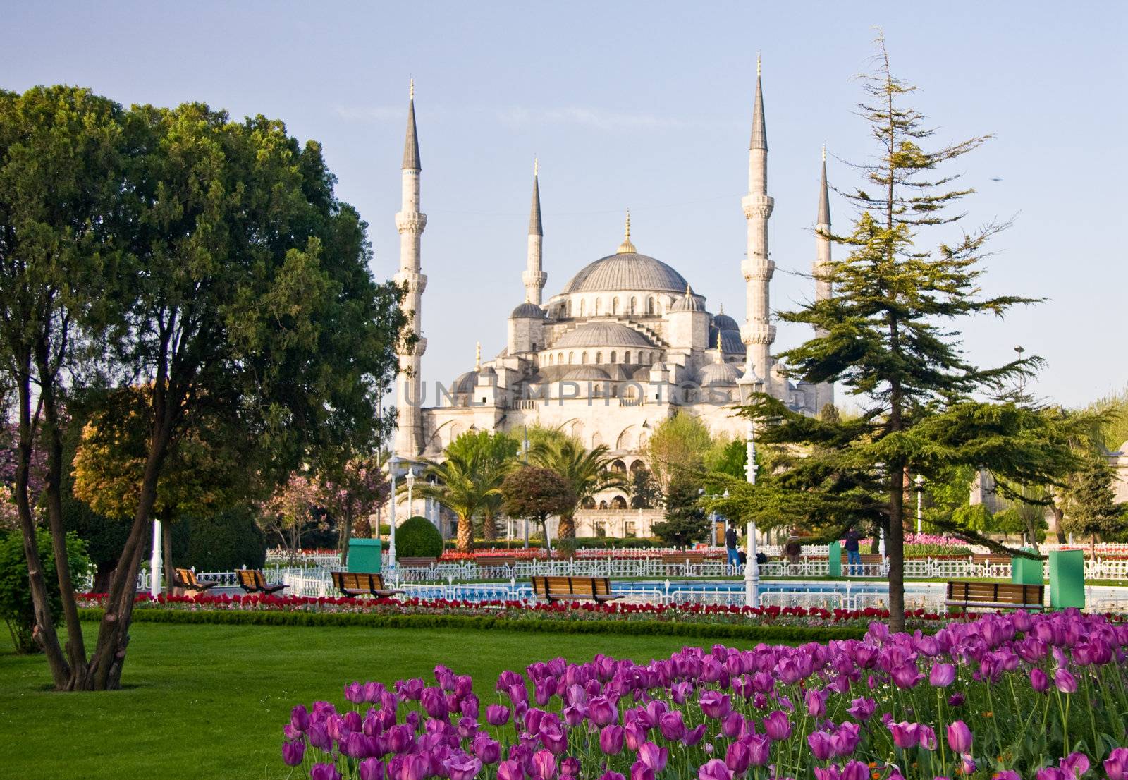 Blue Mosque in Istanbul with tulips in the foreground