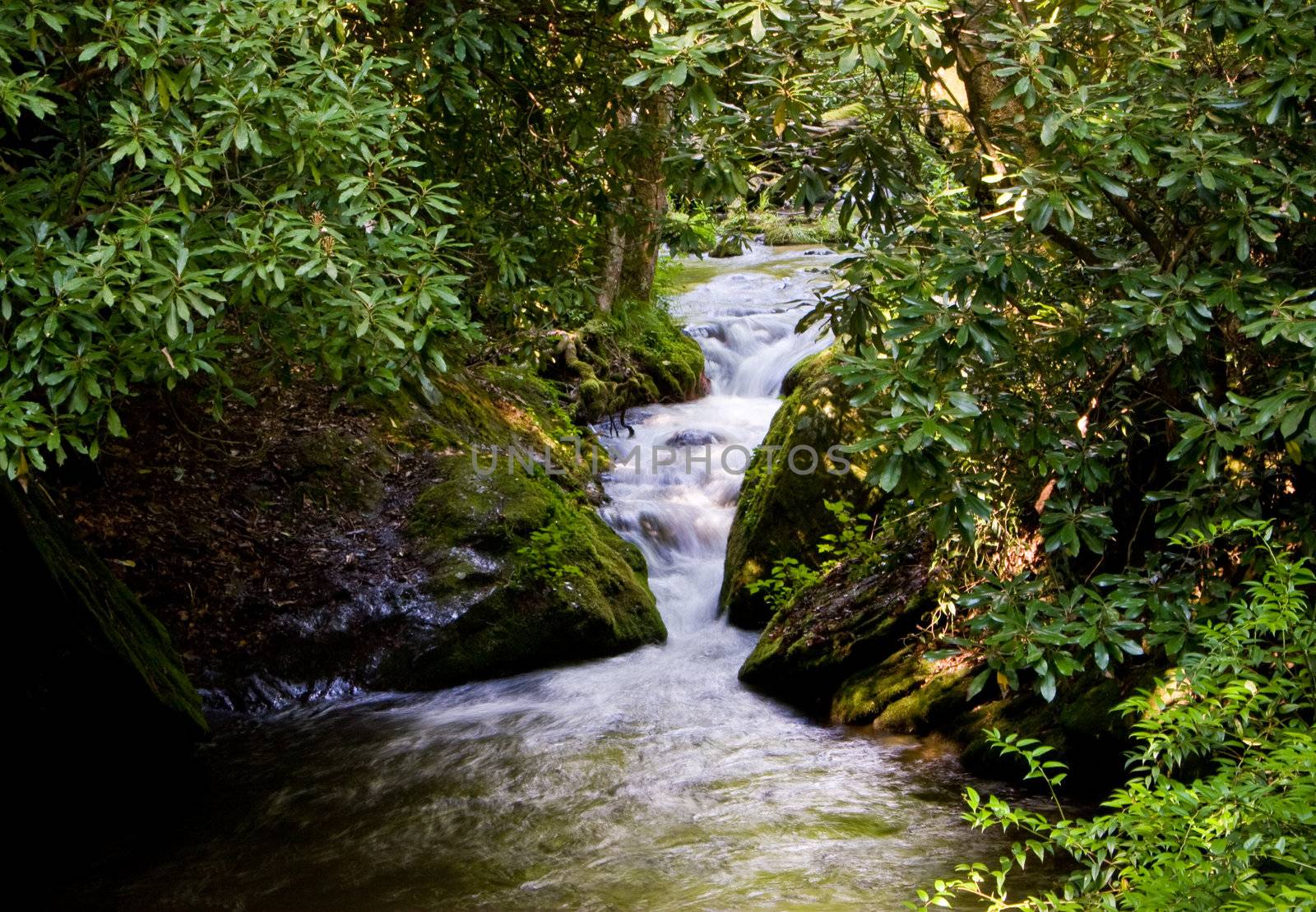 Rushing river through narrow gap in wooden area