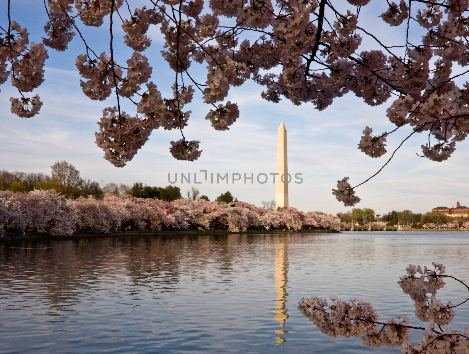 Washington Monument with a layer of cherry blossom flowers at the base and reflected in Tidal Basin