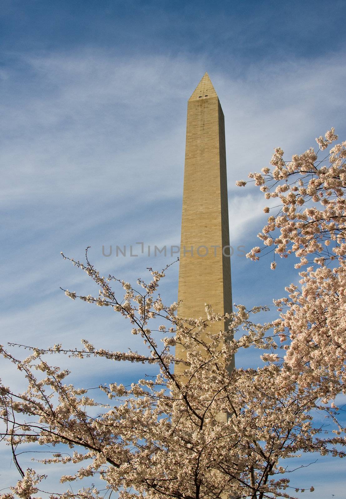 Washington Monument with a few cherry blossom branches by steheap