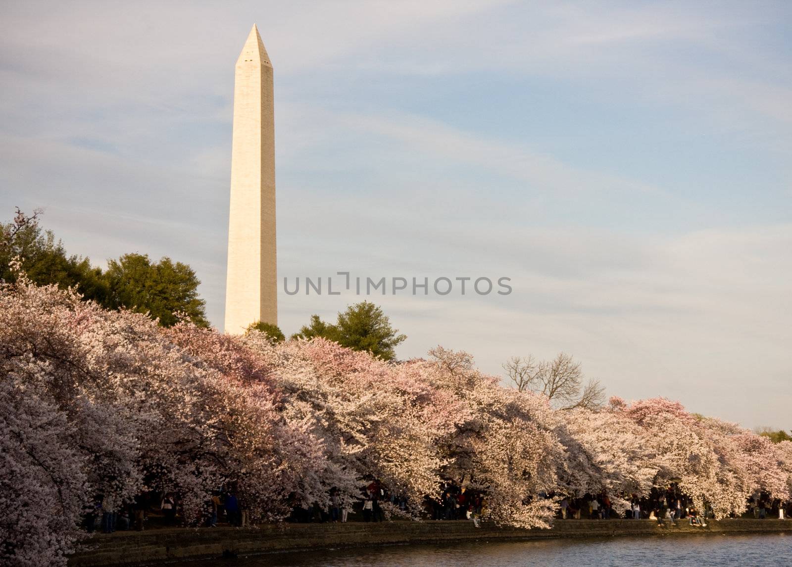 Washington Monument with a layer of cherry blossom flowers at the base and reflection in Tidal Basin