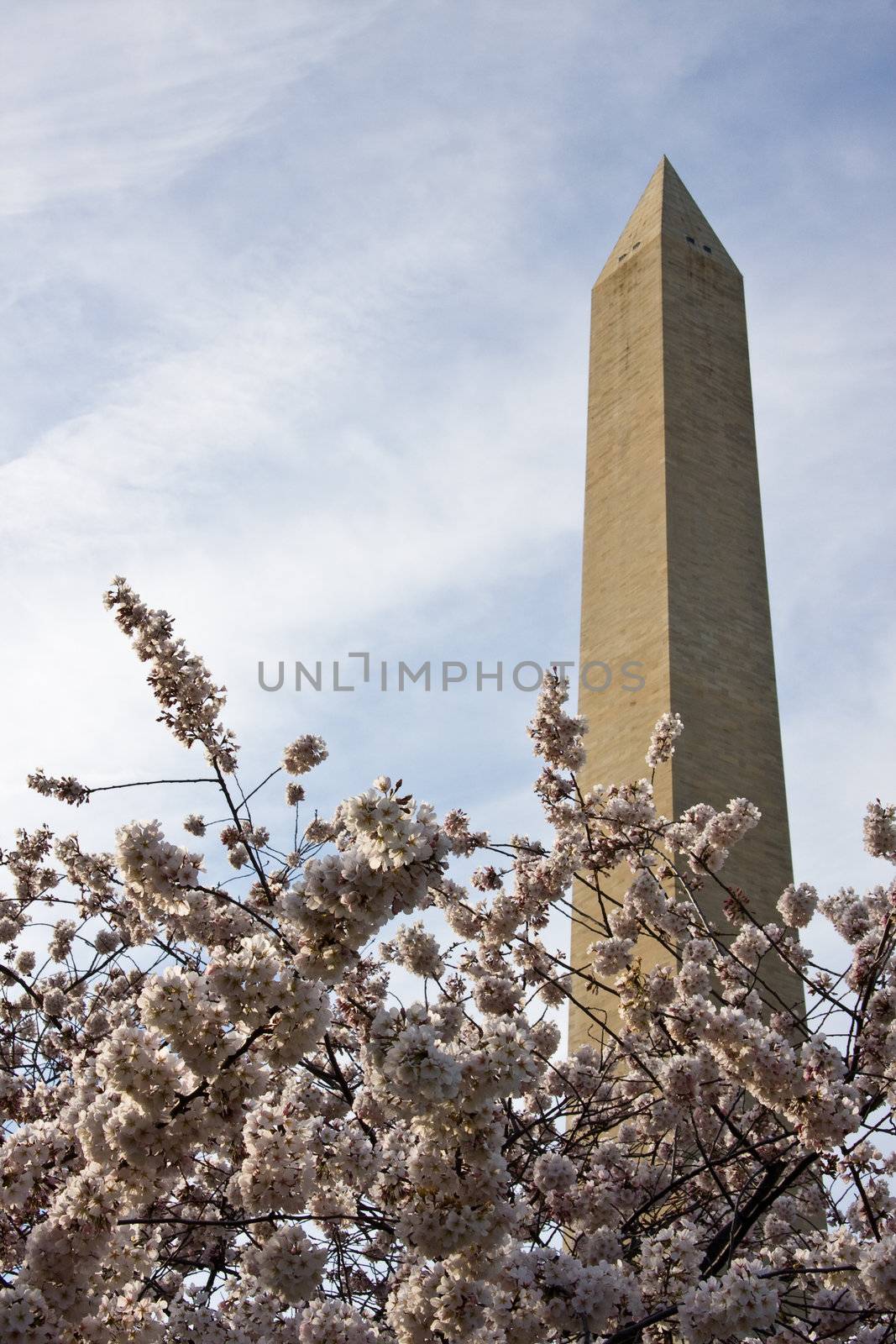 Washington Monument with a layer of cherry blossom flowers at the base