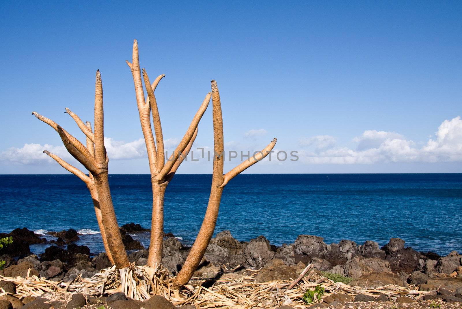 Bare plant by the side of the ocean on Big Island of Hawaii