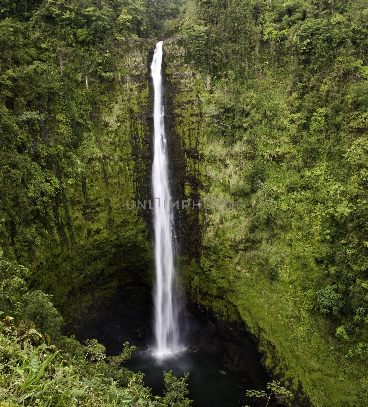 Akaka Falls by steheap