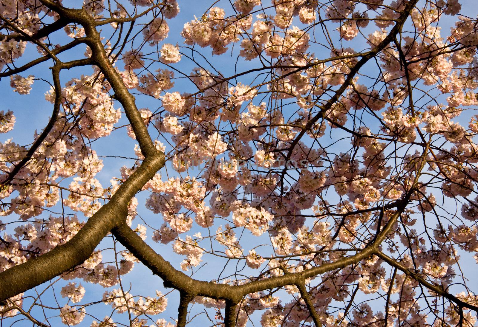 Close up of cherry blossoms with branches leading into the picture