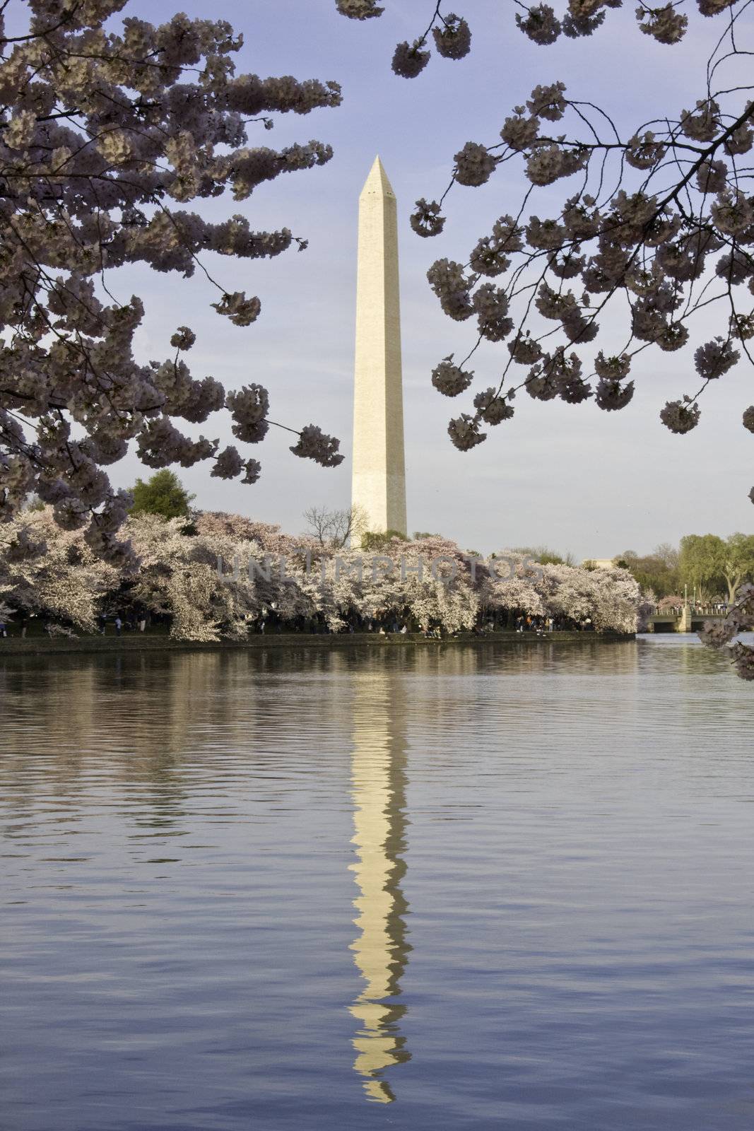 Washington Monument framed with Cherry Blossoms by steheap