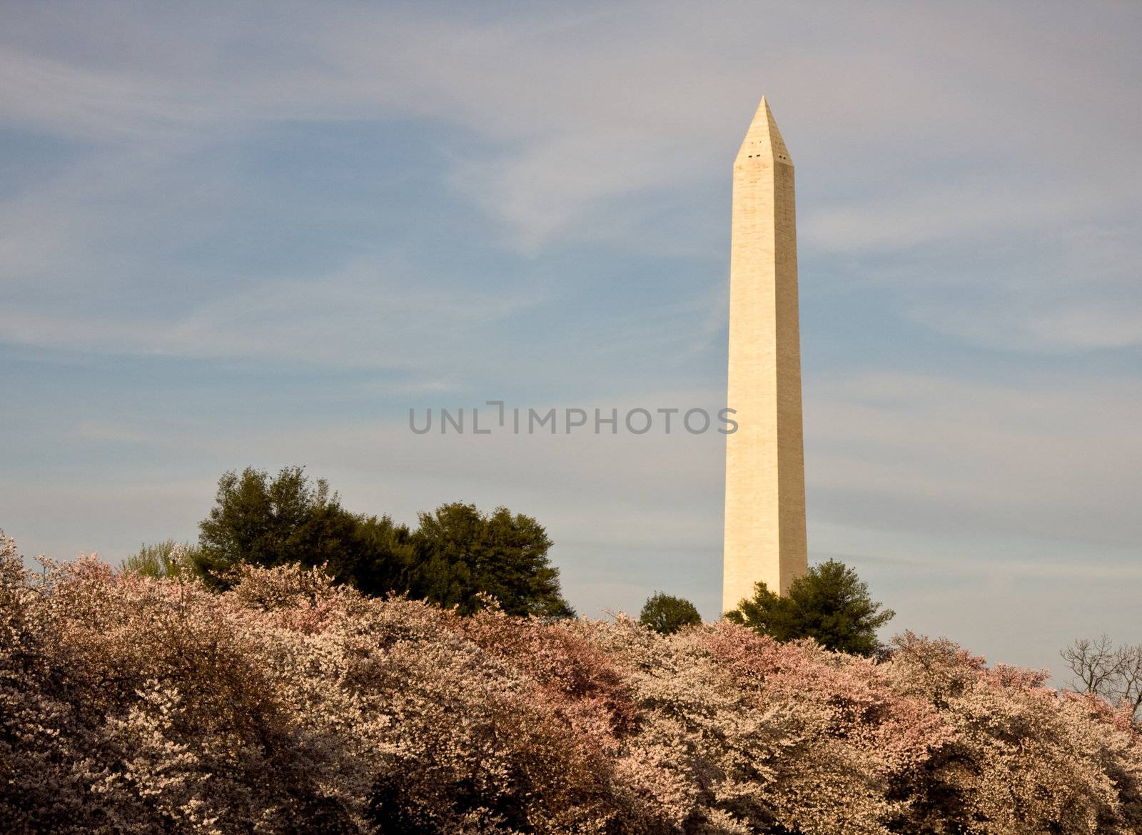 Washington Monument towering over Cherry Blossoms
