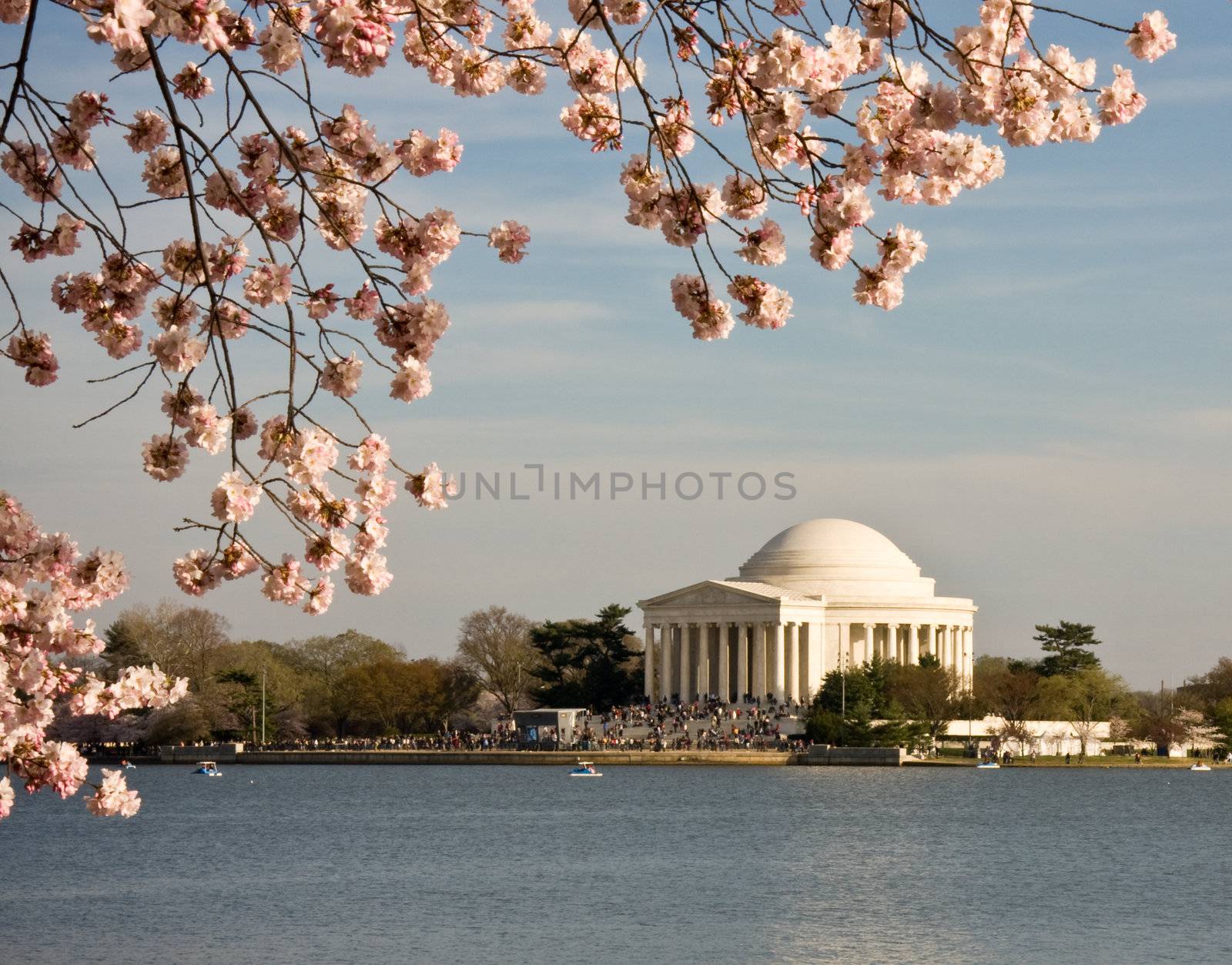 Jefferson Monument framed by cherry blossoms in April