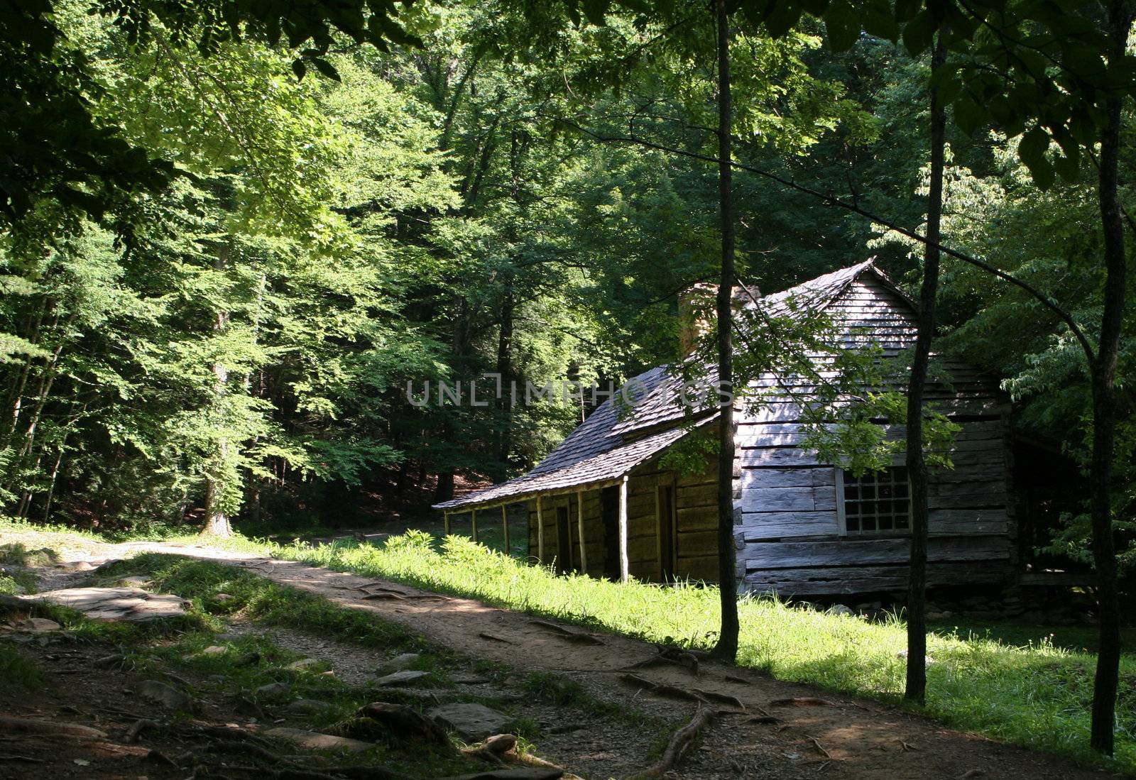 Primitive wooden building in rustic forest setting