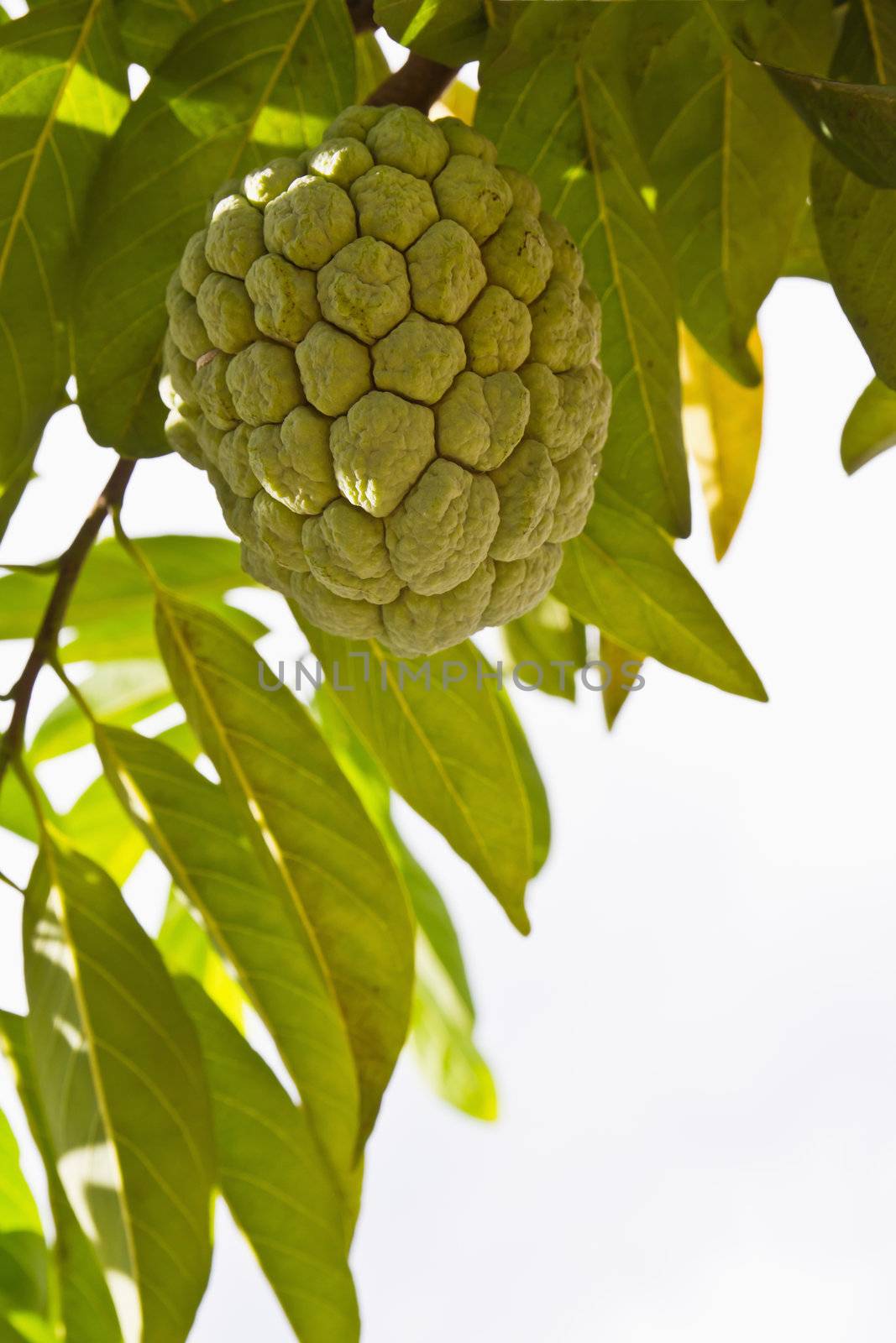 Custard apple growing on tree in nature