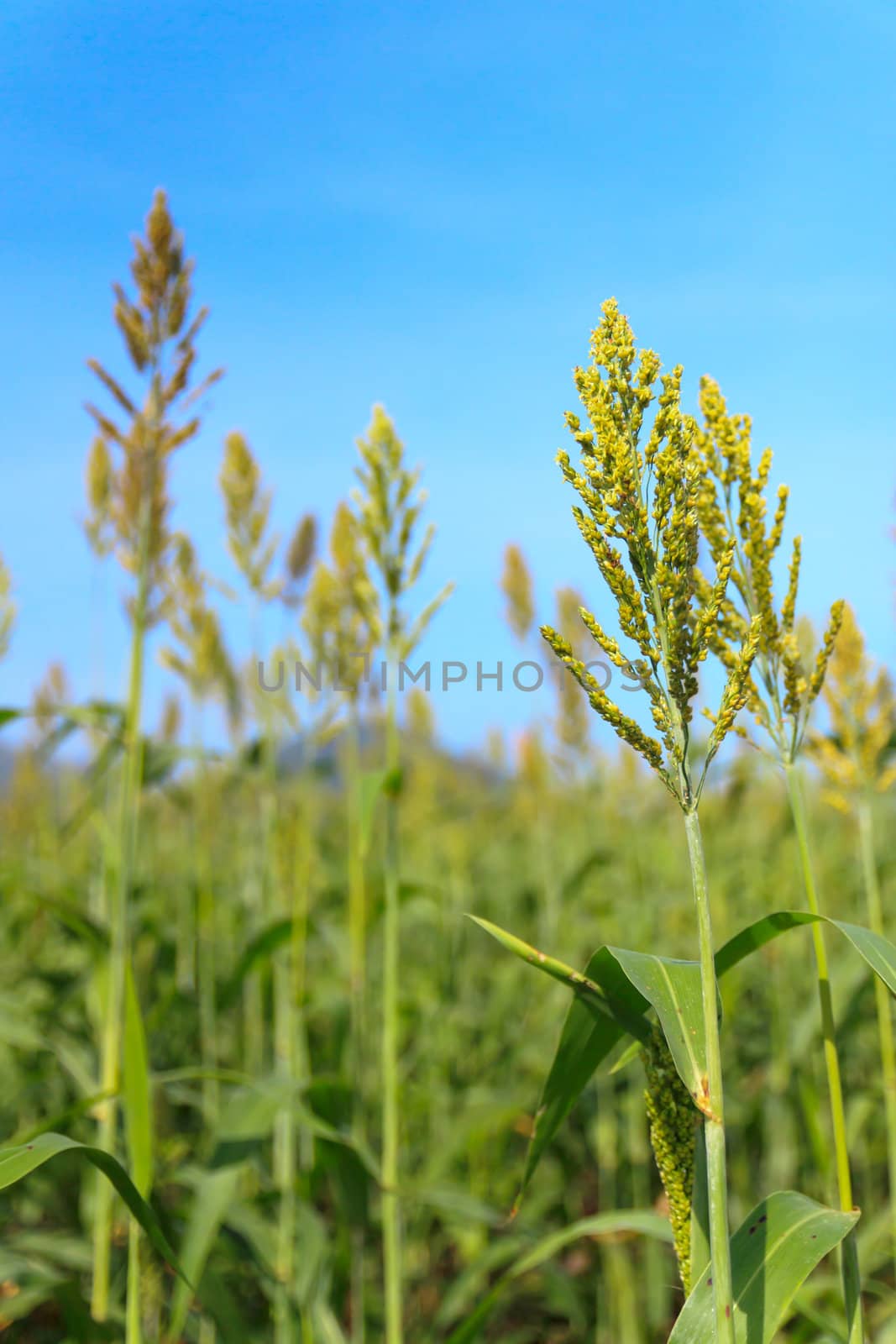 Millet field by stoonn